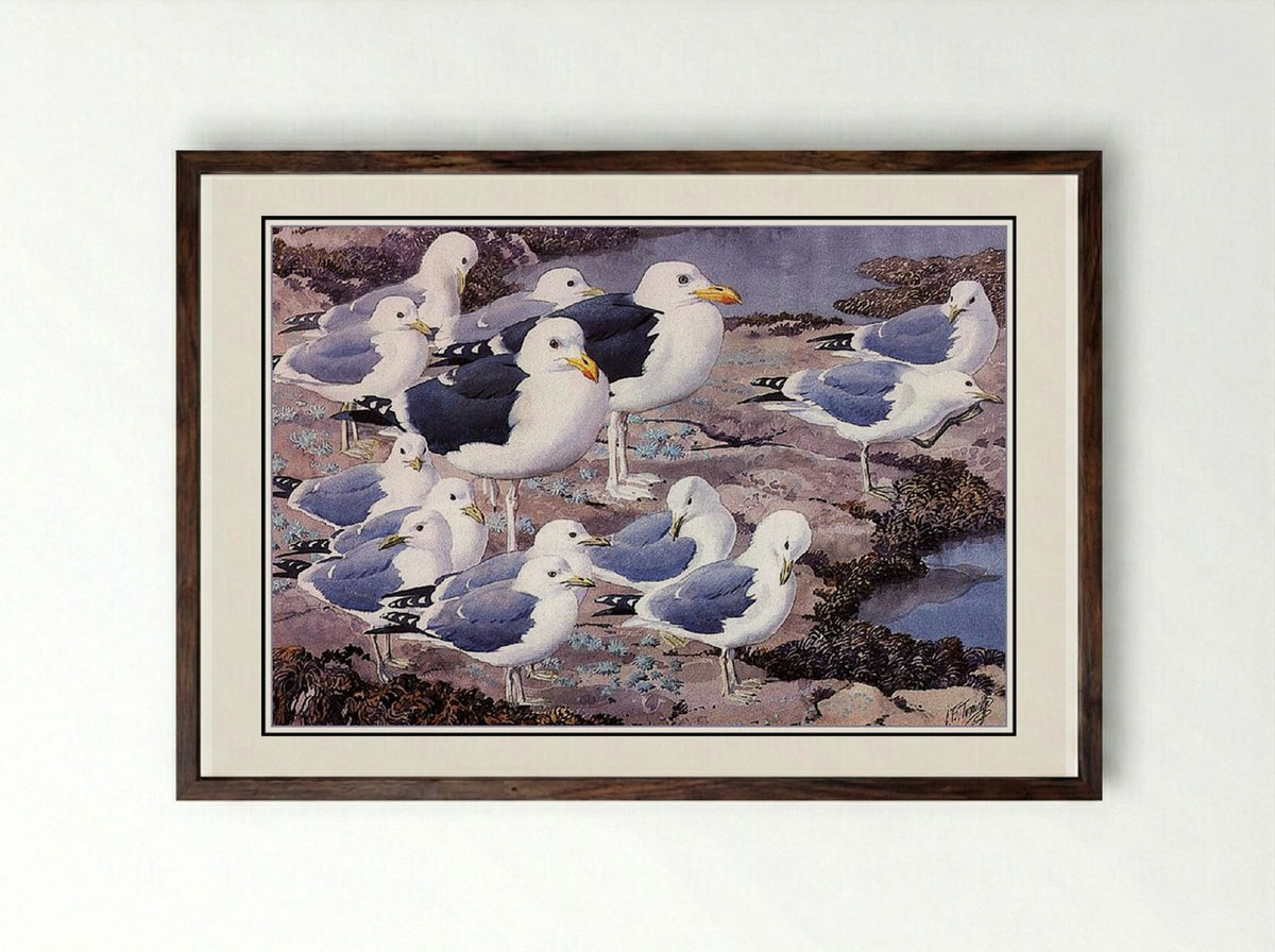 Gull Gallery - Charles Tunnicliffe - Framed Print Dark Wood