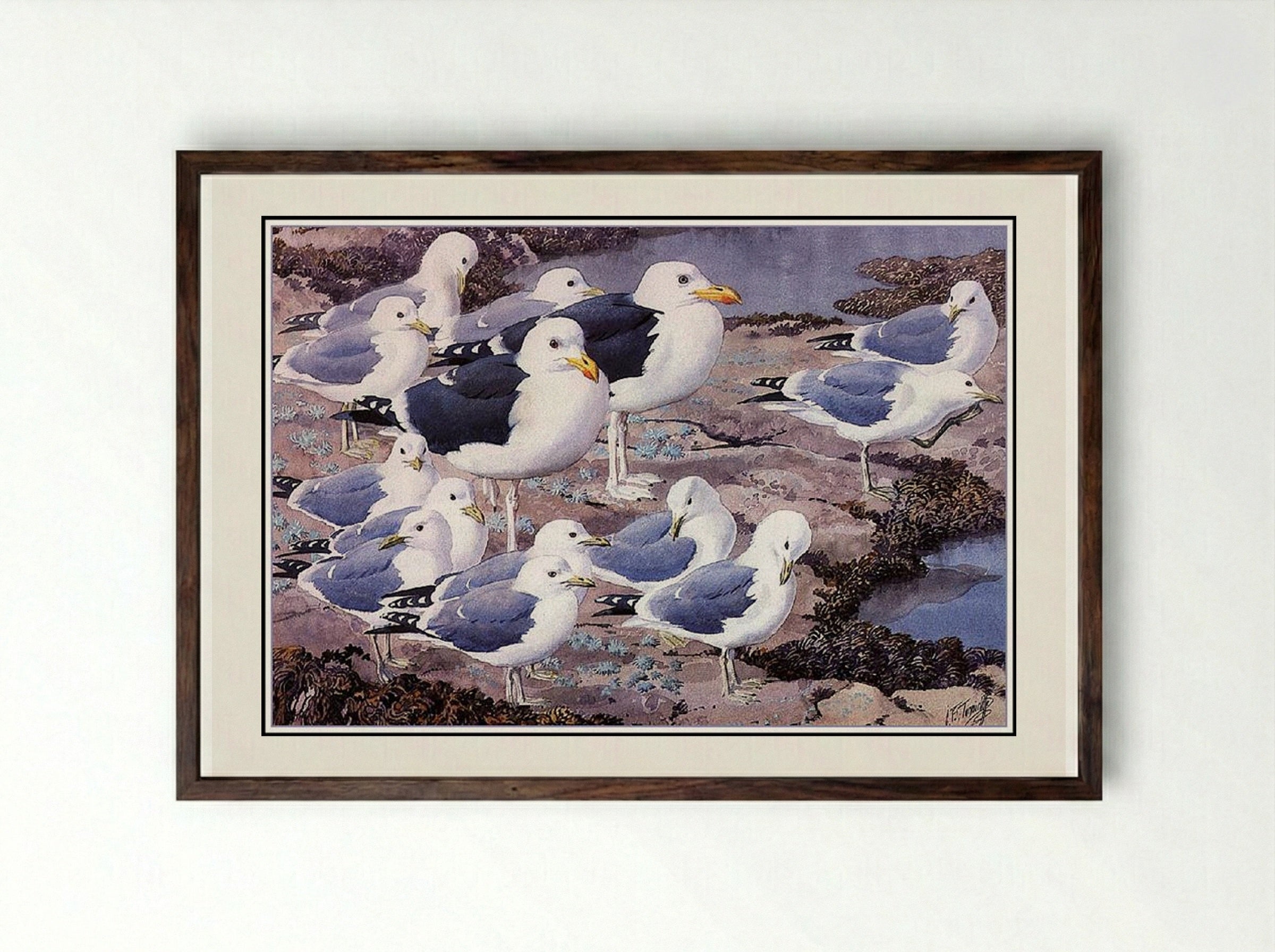 Gull Gallery - Charles Tunnicliffe - Framed Print Dark Wood