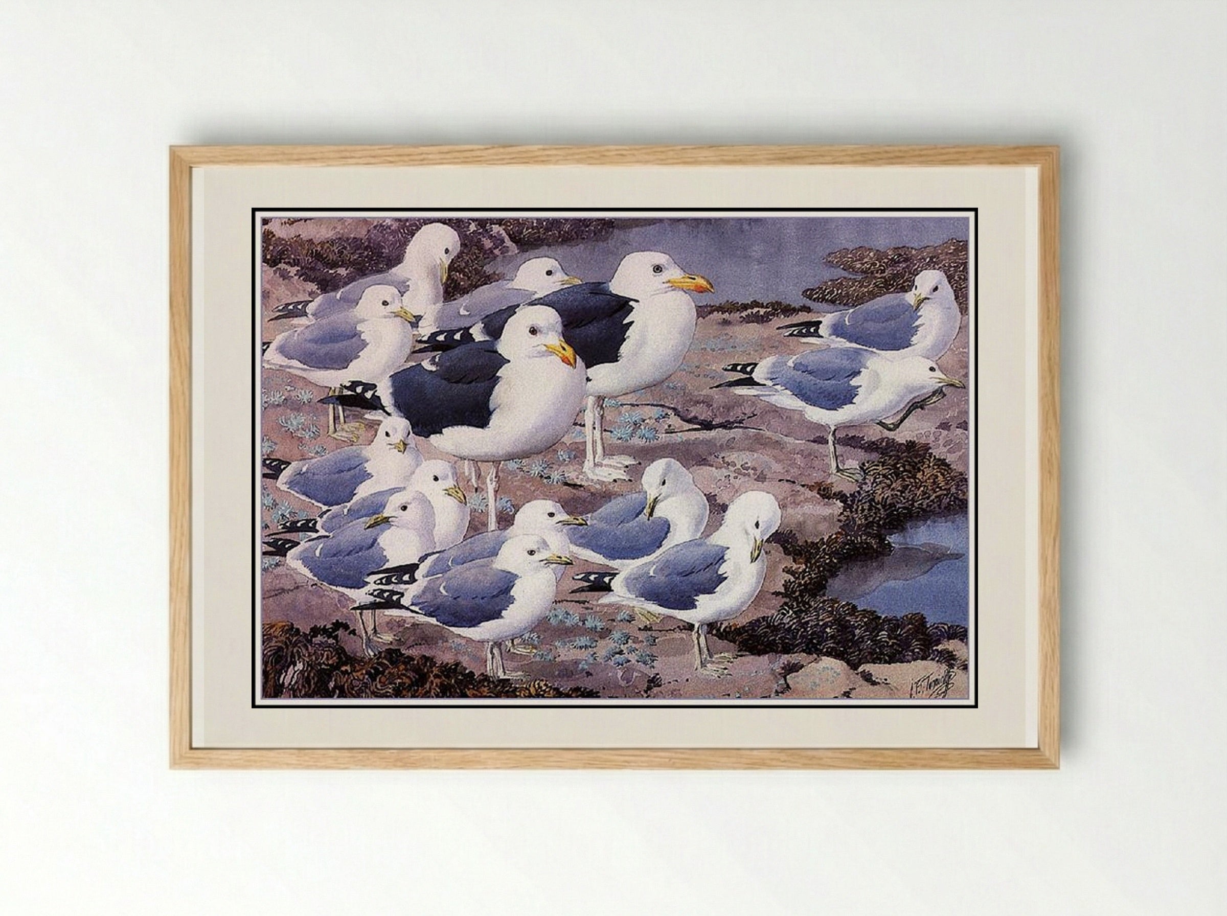 Gull Gallery - Charles Tunnicliffe - Framed Print Wood