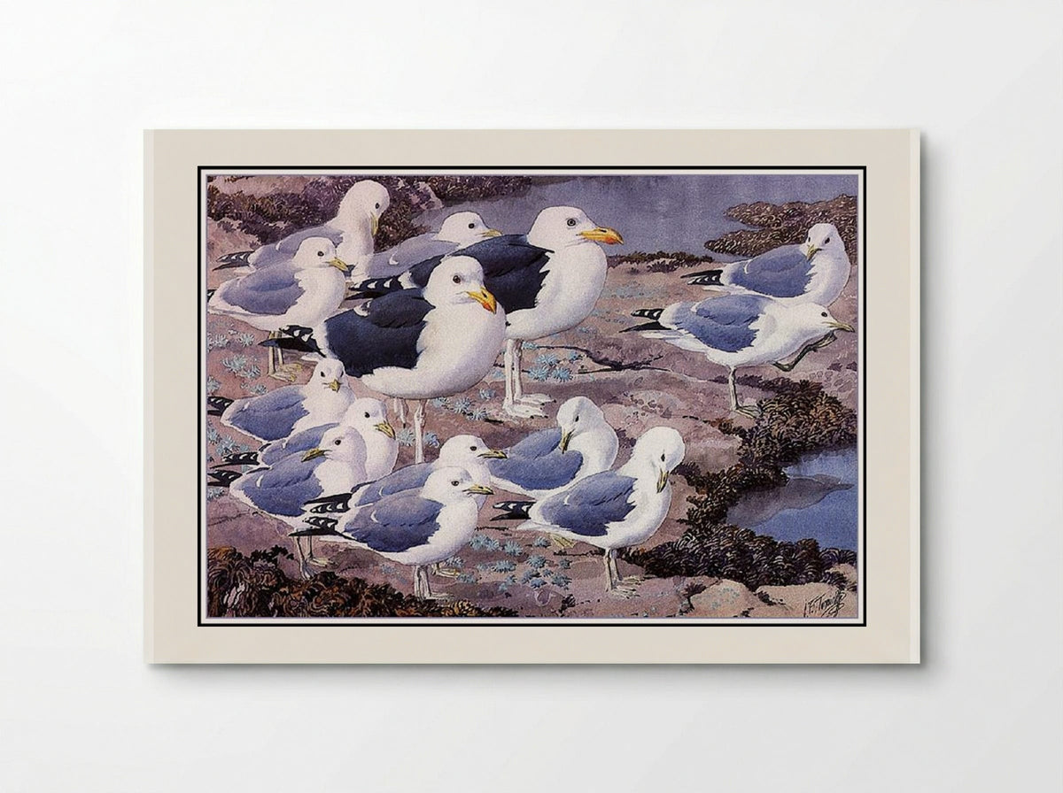 Gull Gallery - Charles Tunnicliffe - Poster