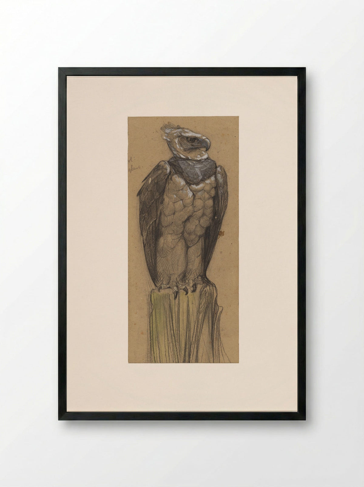 Harpij (Study of a Harpy Eagle) - Bernard Willem Wierink - Framed Print Black