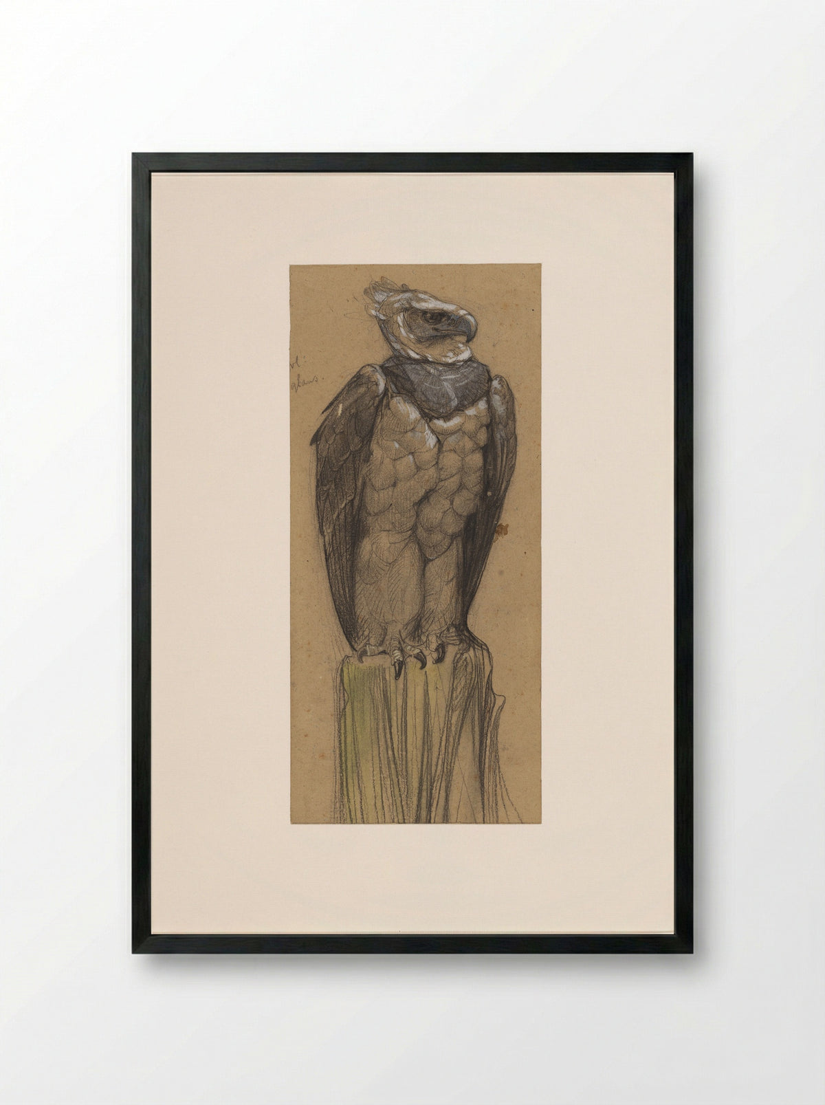 Harpij (Study of a Harpy Eagle) - Bernard Willem Wierink - Framed Print Black