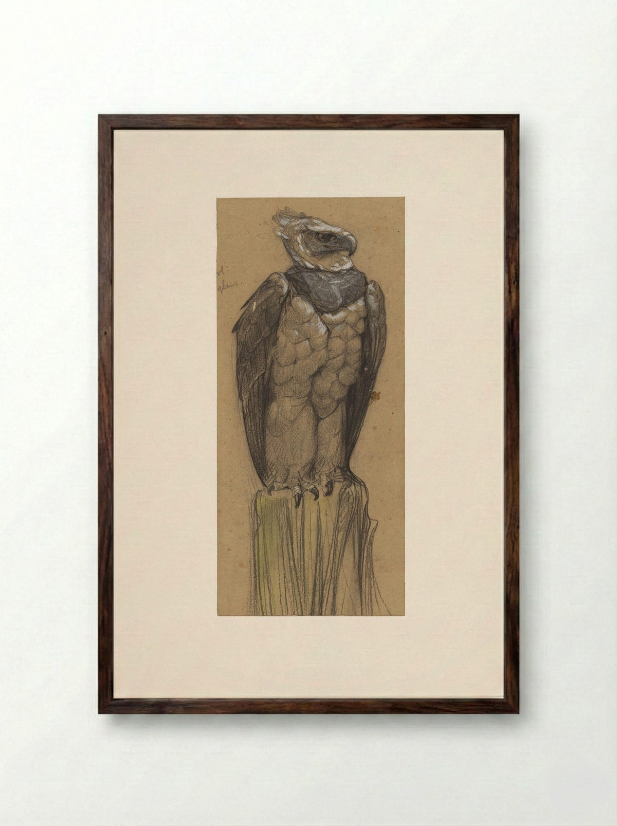 Harpij (Study of a Harpy Eagle) - Bernard Willem Wierink - Framed Print Dark Wood