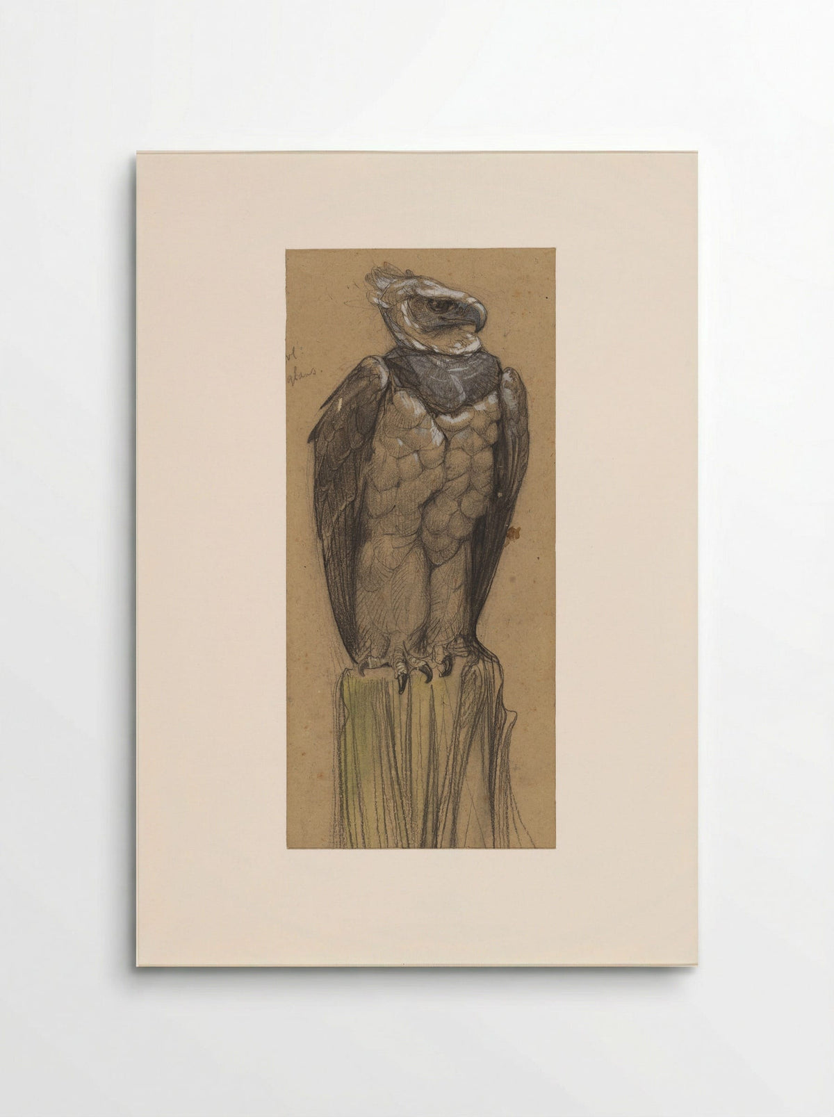Harpij (Study of a Harpy Eagle) - Bernard Willem Wierink - Poster