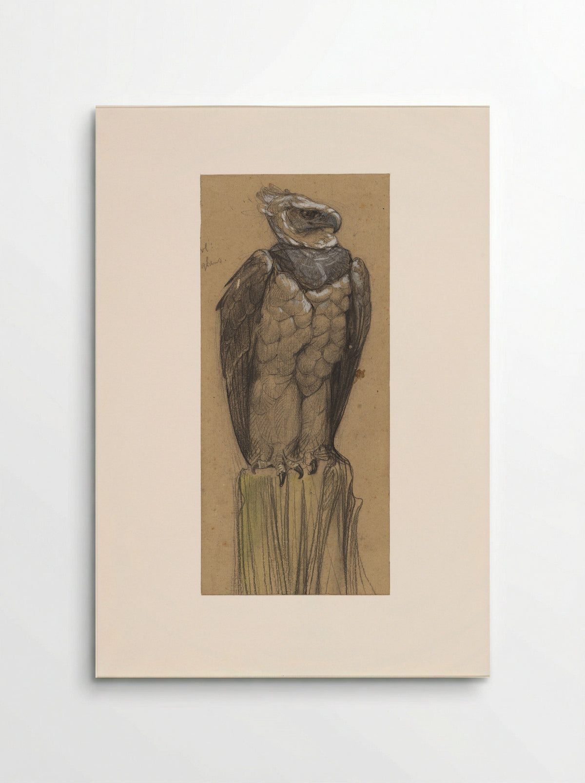Harpij (Study of a Harpy Eagle) - Bernard Willem Wierink - Poster