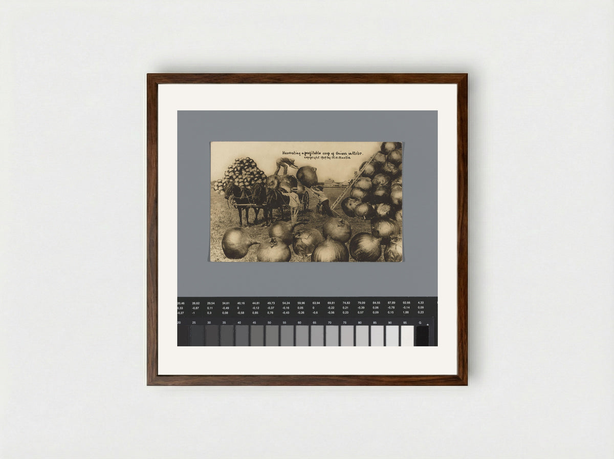 Harvesting a profitable crop of Onions in Nebr. - William H. Martin - Framed Print Dark Wood