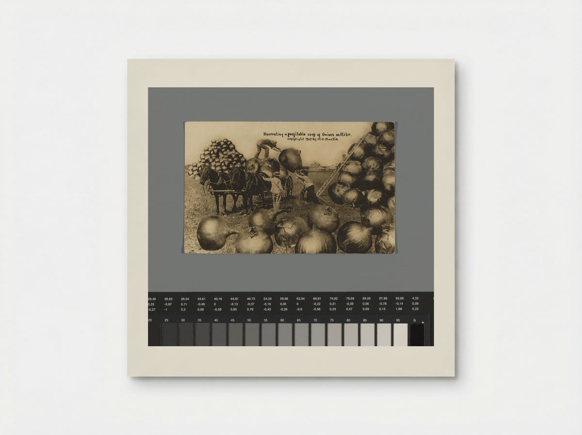 Harvesting a profitable crop of Onions in Nebr. - William H. Martin - Poster