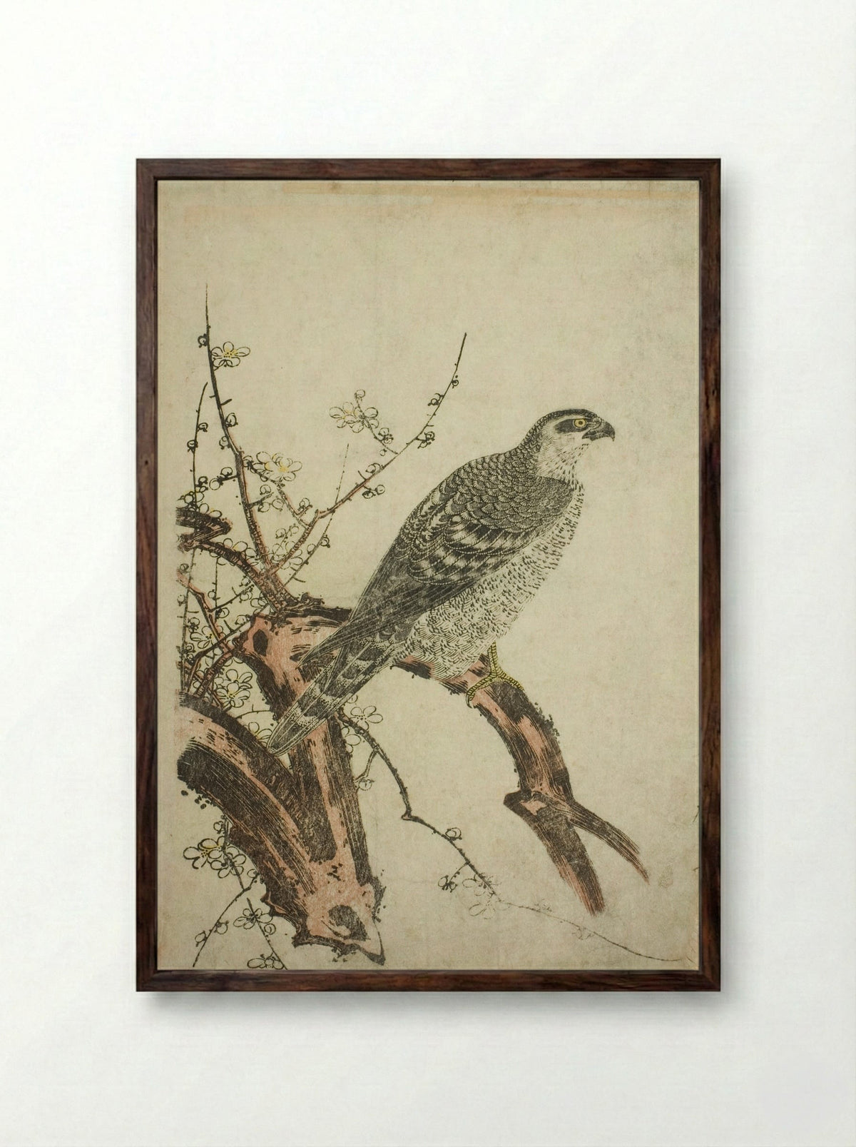Hawk on a Plum Branch - Kitagawa Utamaro - Framed Print Dark Wood