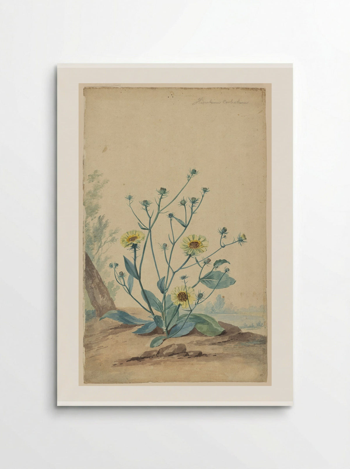 Hawkweed - Aert Schouman - Poster