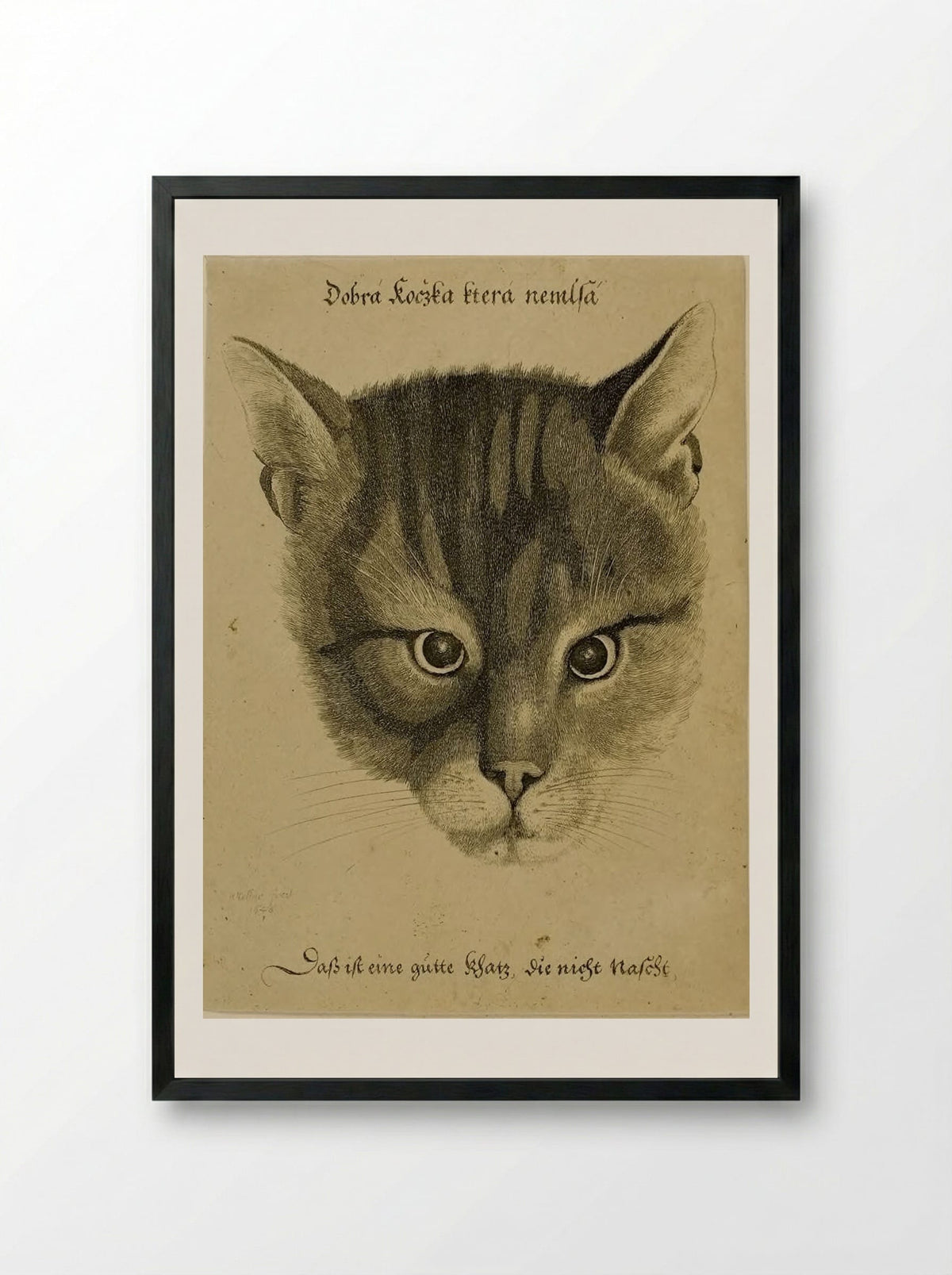 Head of a Cat - Wenceslaus Hollar - Framed Print Black