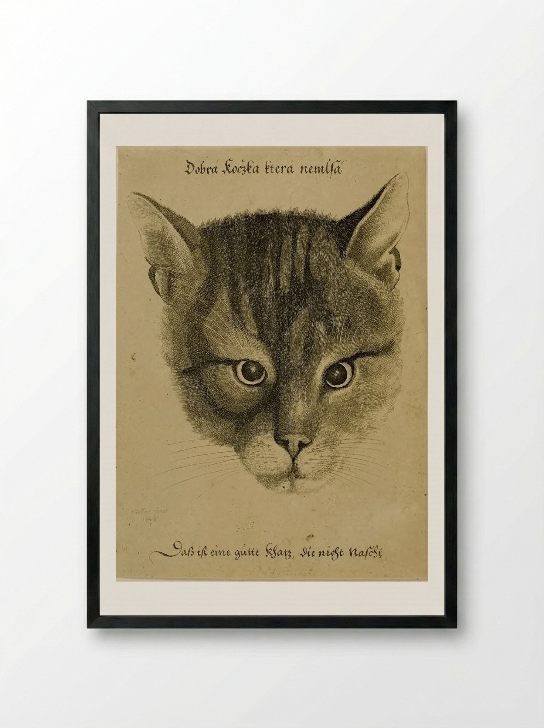 Head of a Cat - Wenceslaus Hollar - Framed Print Black
