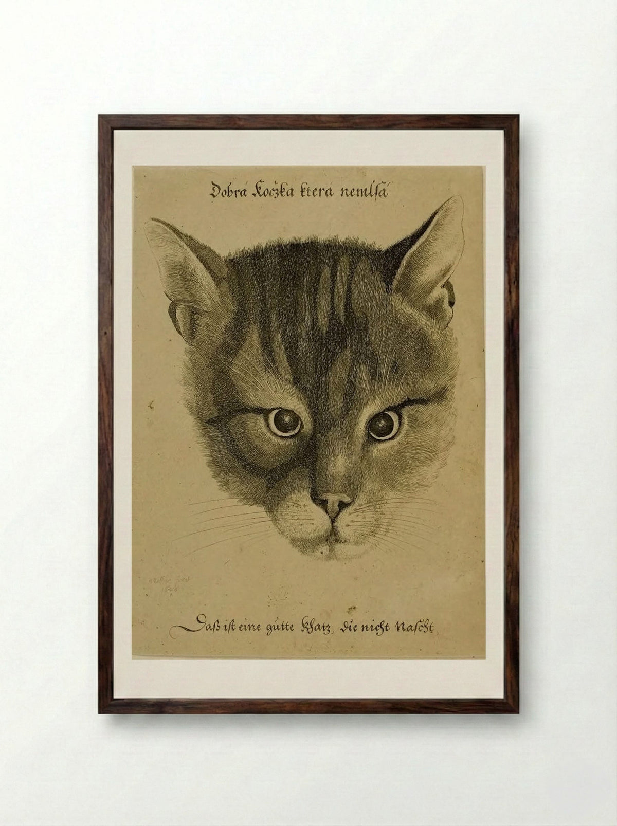 Head of a Cat - Wenceslaus Hollar - Framed Print Dark Wood
