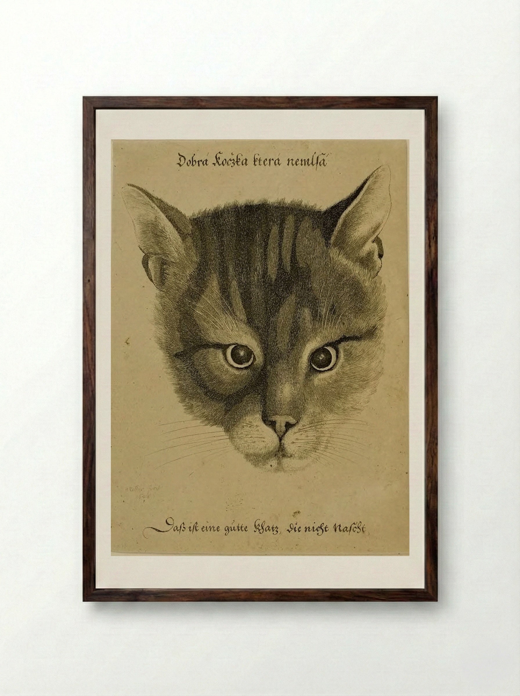 Head of a Cat - Wenceslaus Hollar - Framed Print Dark Wood