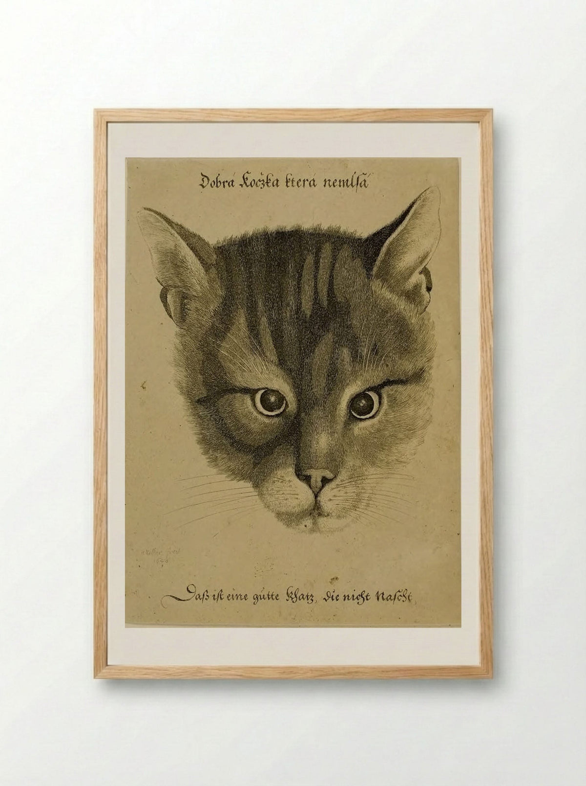 Head of a Cat - Wenceslaus Hollar - Framed Print Wood