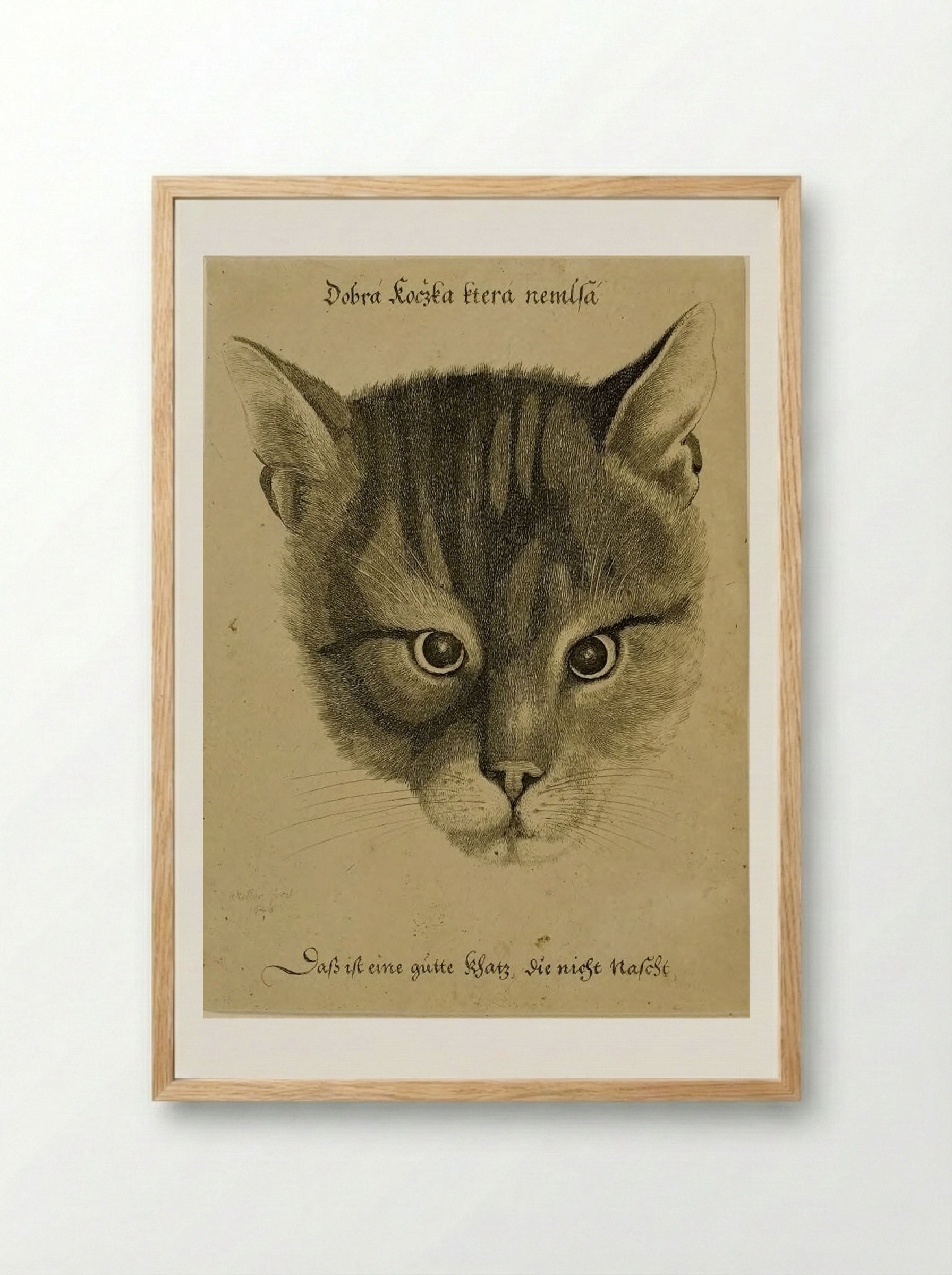 Head of a Cat - Wenceslaus Hollar - Framed Print Wood