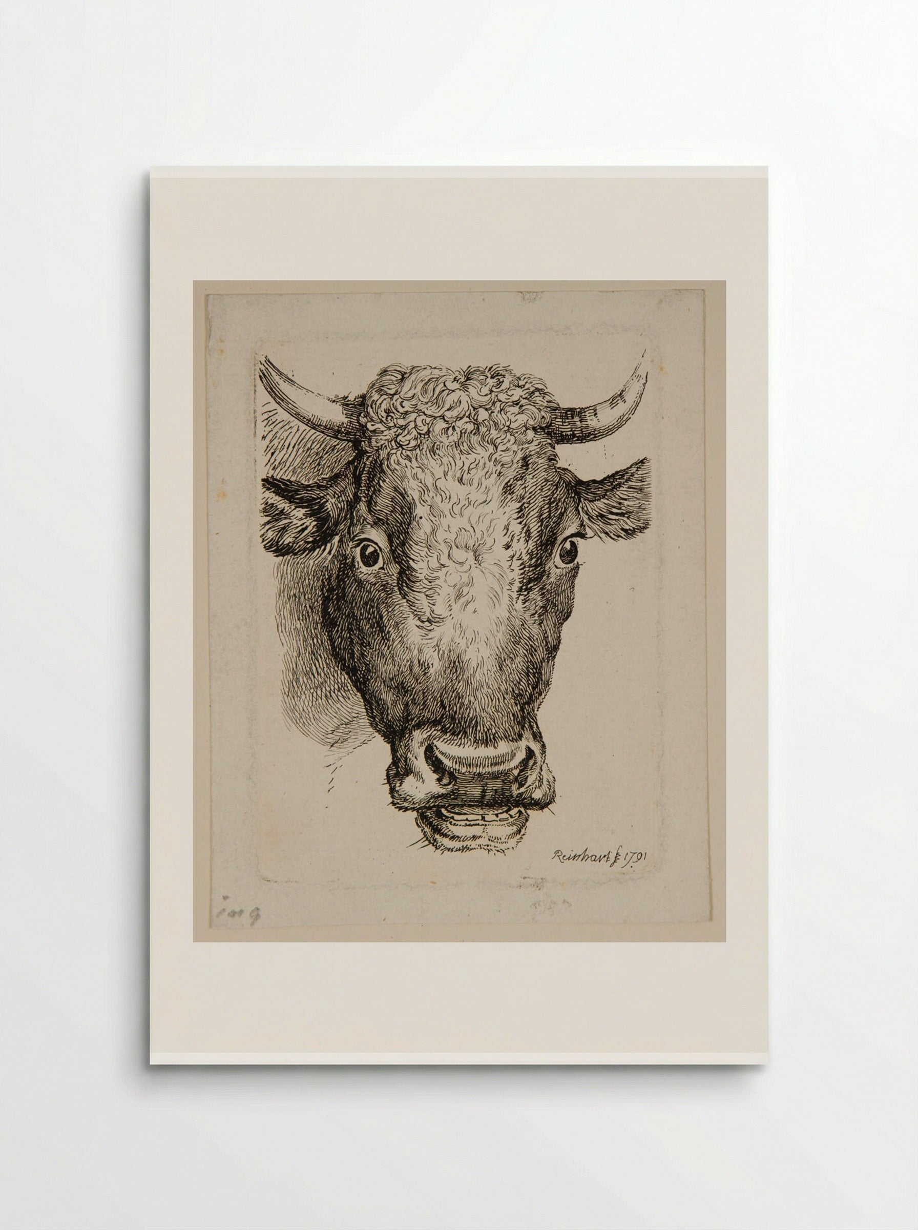 Head of an Ox - Johann Christian Reinhart - Poster