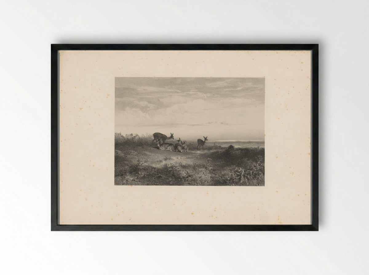 Herten in een landschap - Karl Bodmer - Framed Print Black