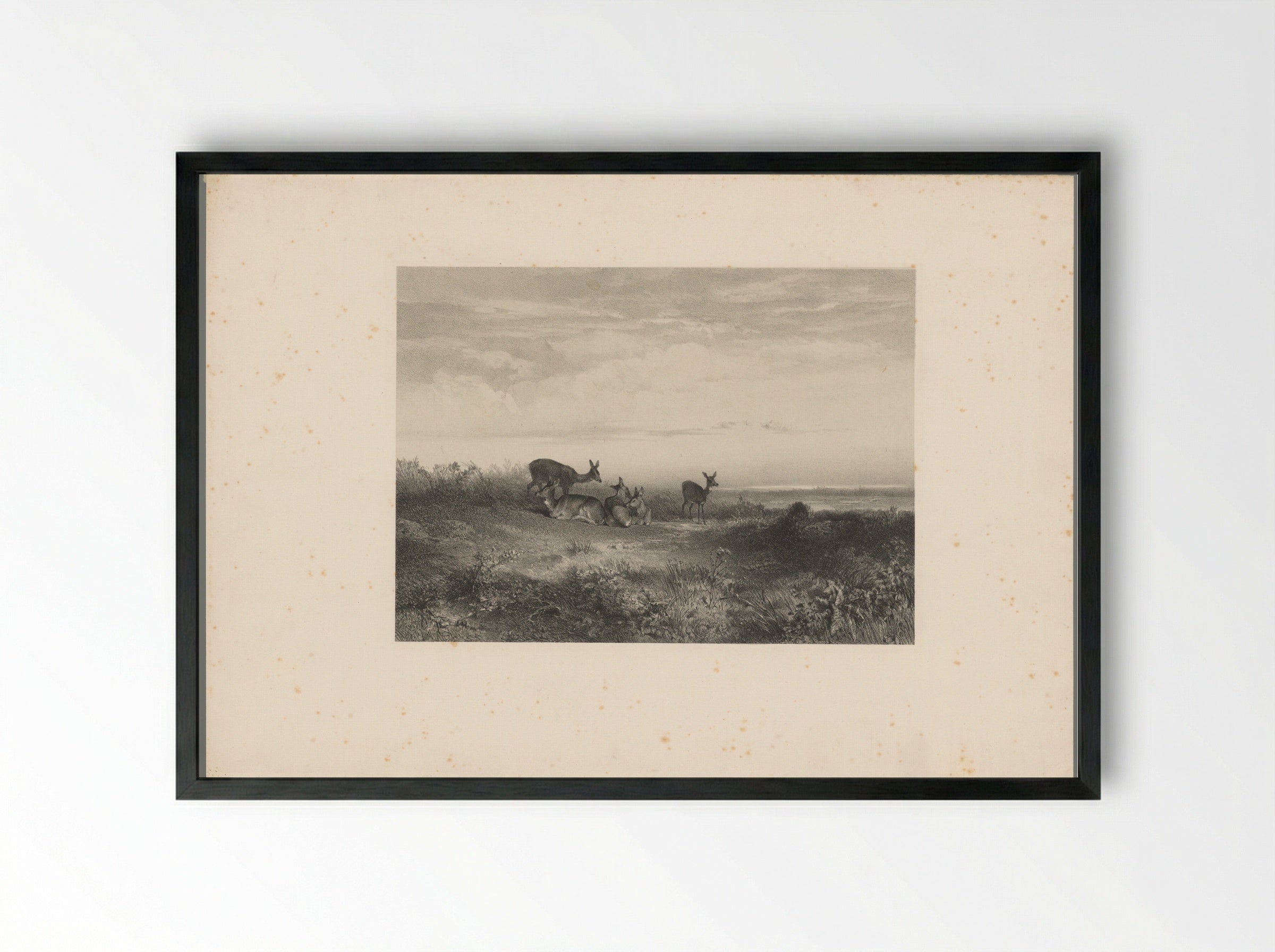 Herten in een landschap - Karl Bodmer - Framed Print Black