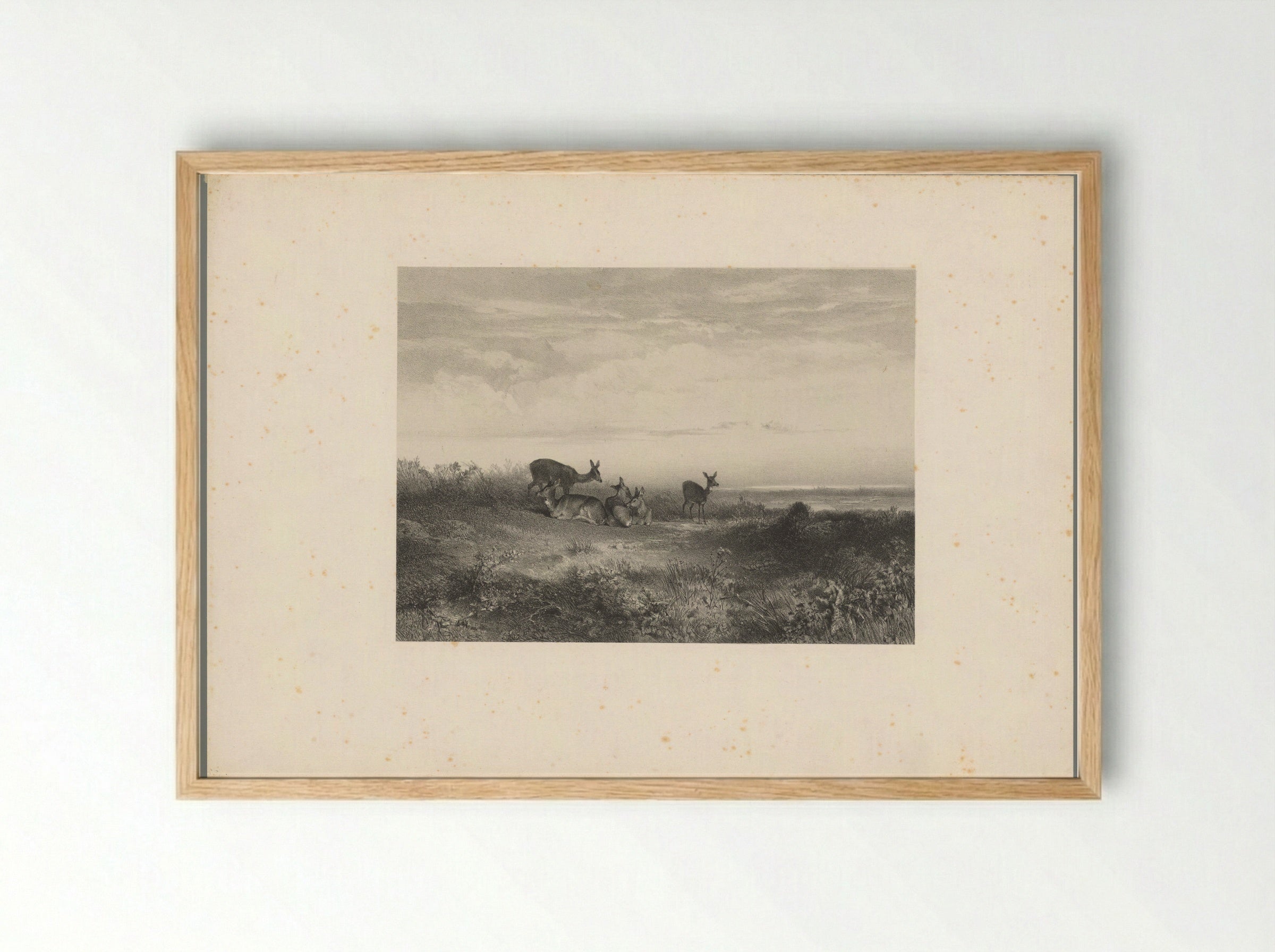Herten in een landschap - Karl Bodmer - Framed Print Wood