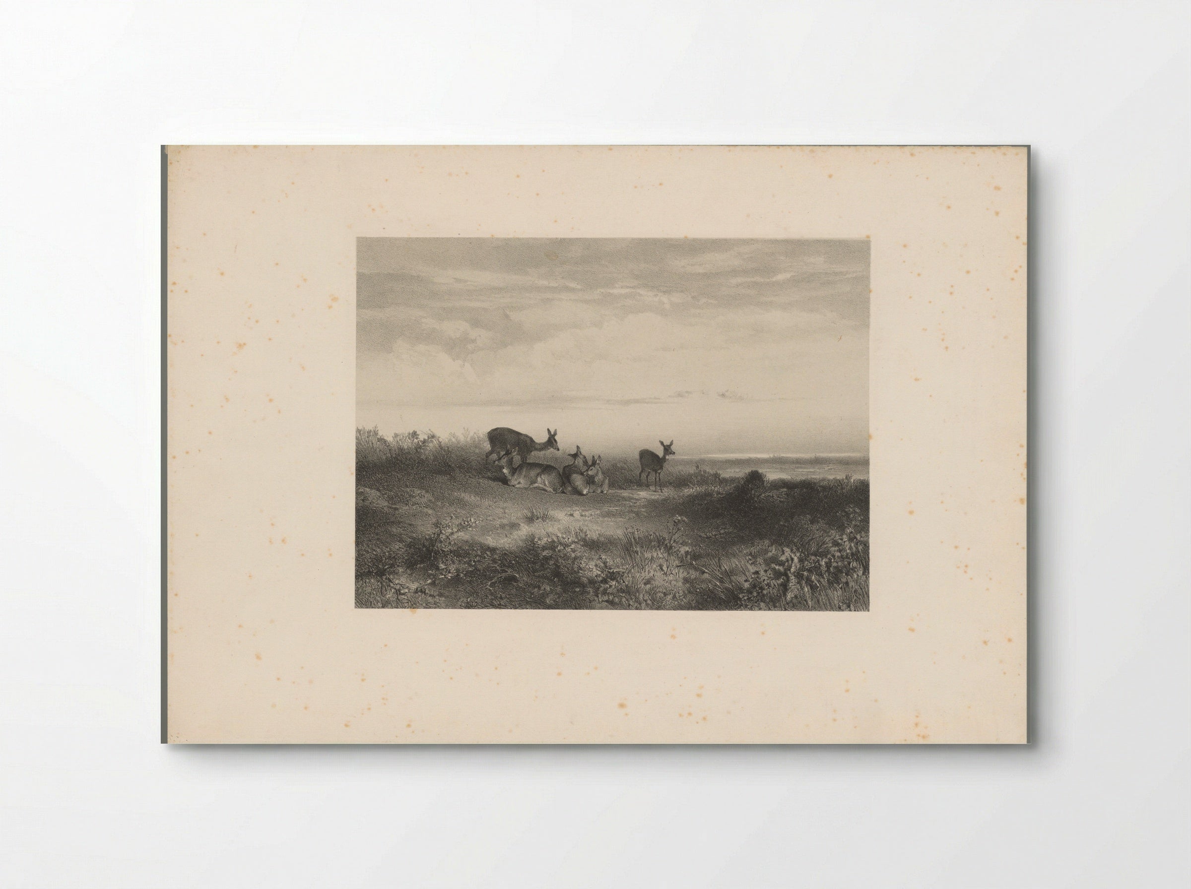Herten in een landschap - Karl Bodmer - Poster