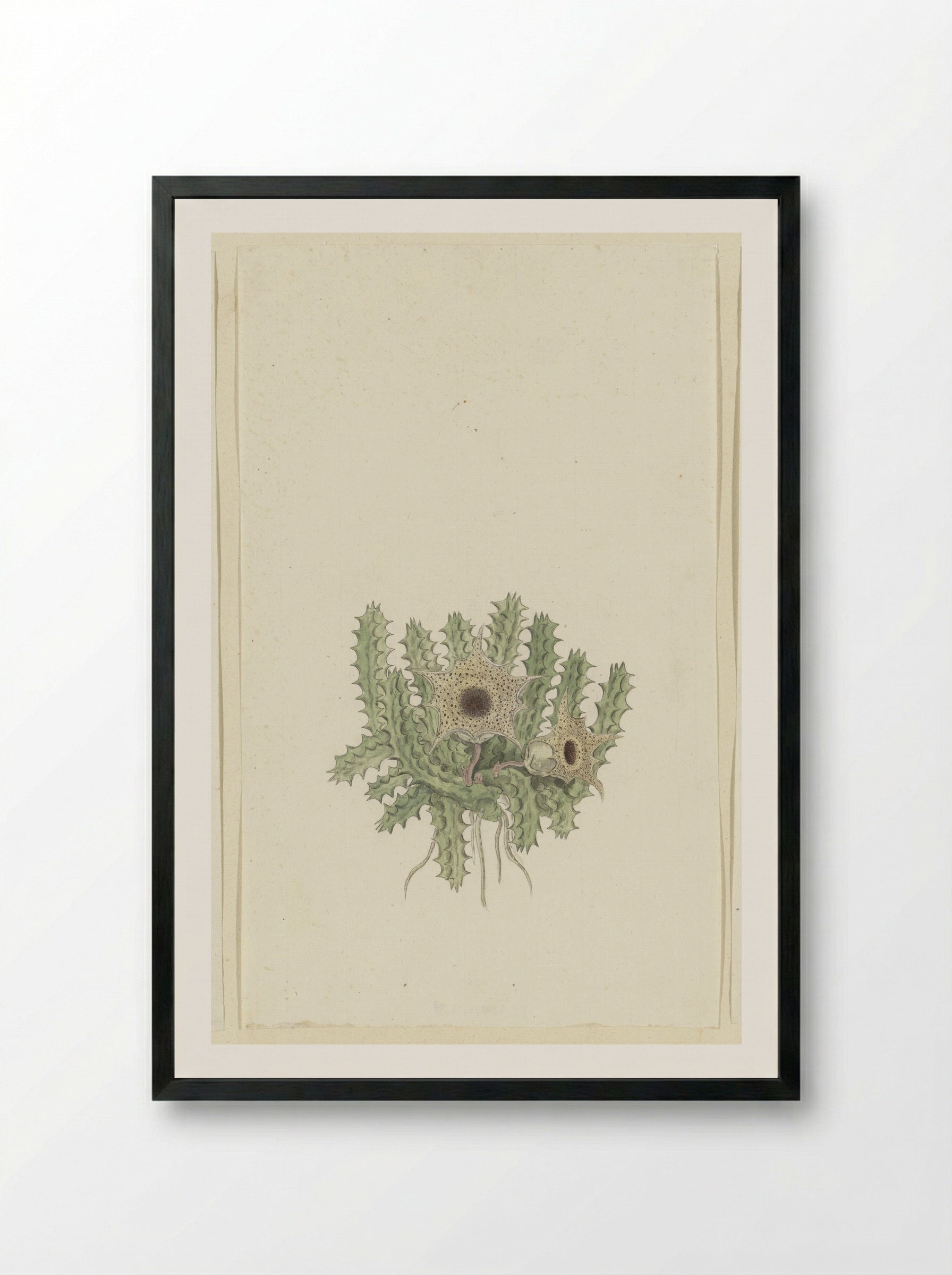 Huernia barbata (Masson) Haw. - Robert Jacob Gordon - Framed Print Black