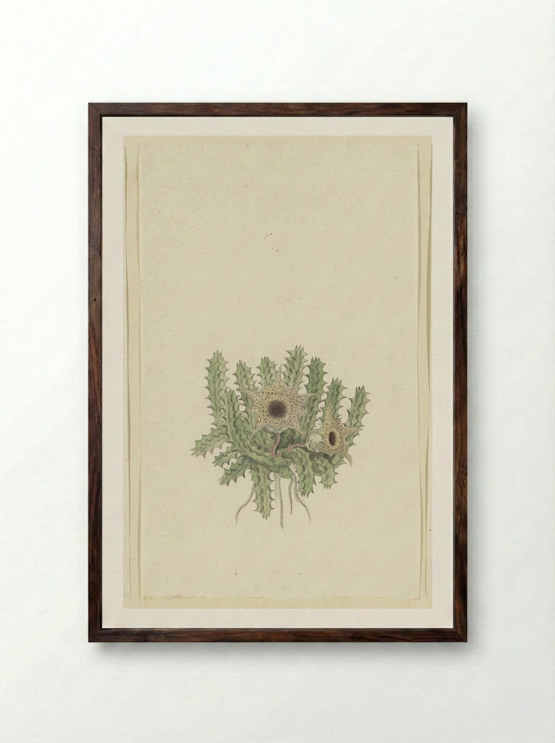 Huernia barbata (Masson) Haw. - Robert Jacob Gordon - Framed Print Dark Wood