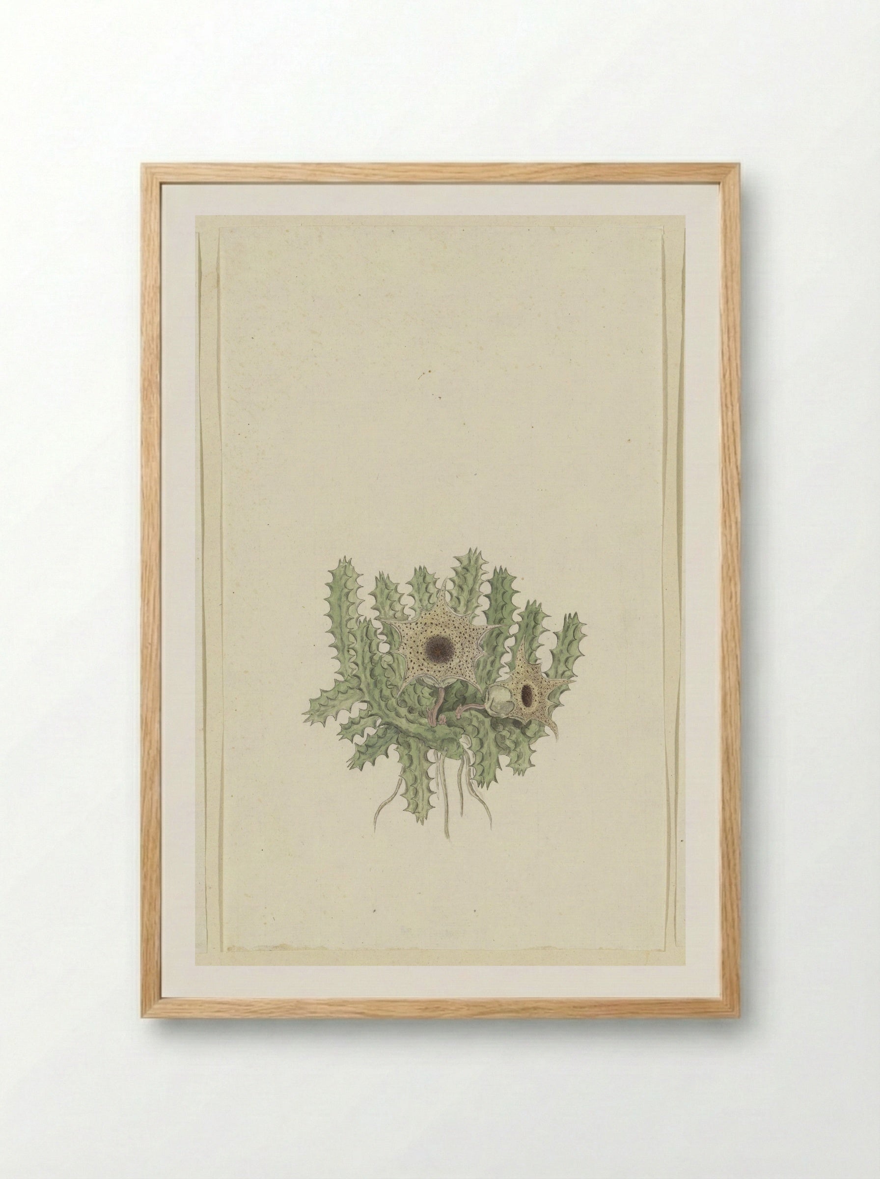 Huernia barbata (Masson) Haw. - Robert Jacob Gordon - Framed Print Wood