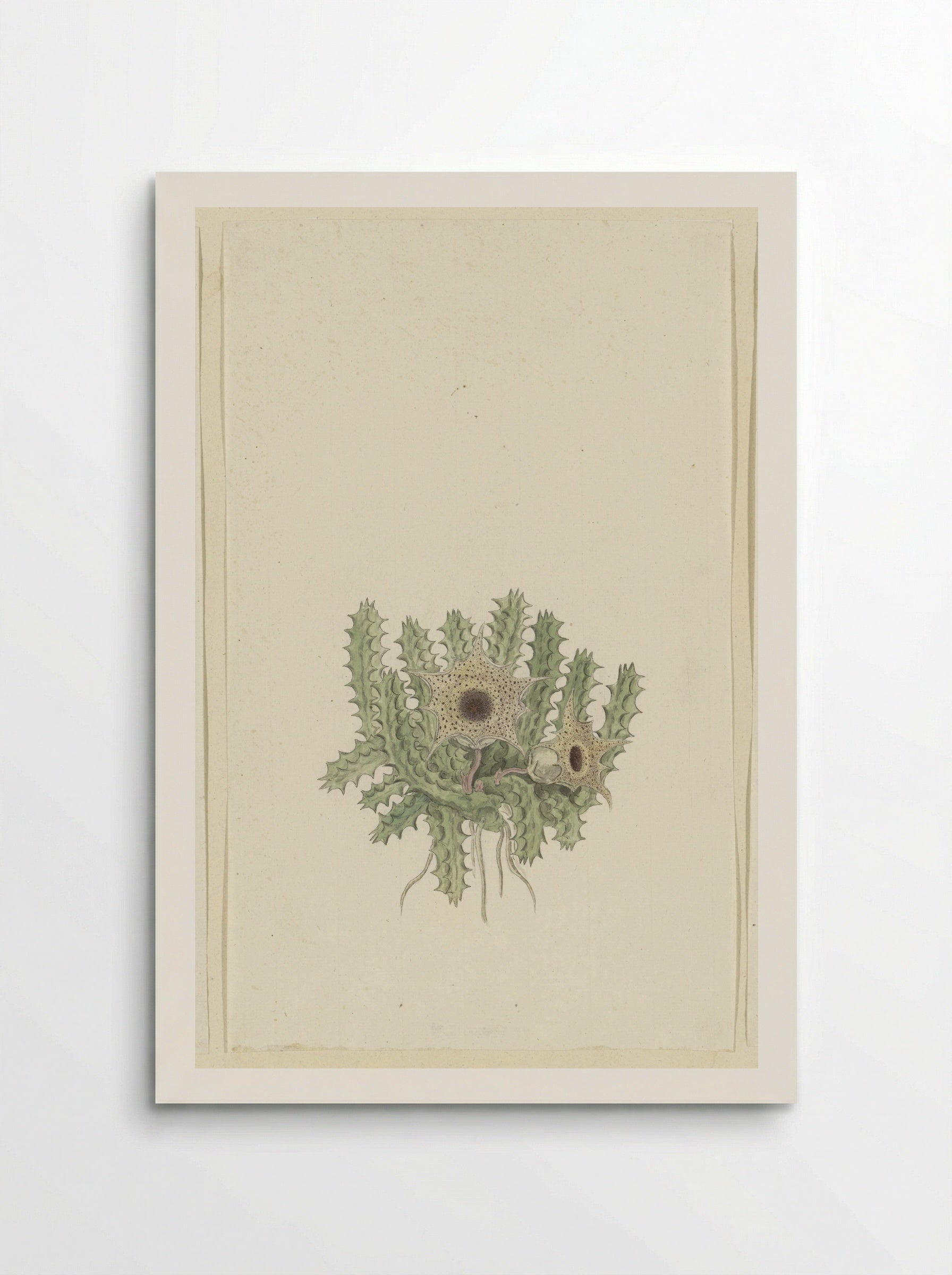 Huernia barbata (Masson) Haw. - Robert Jacob Gordon - Poster