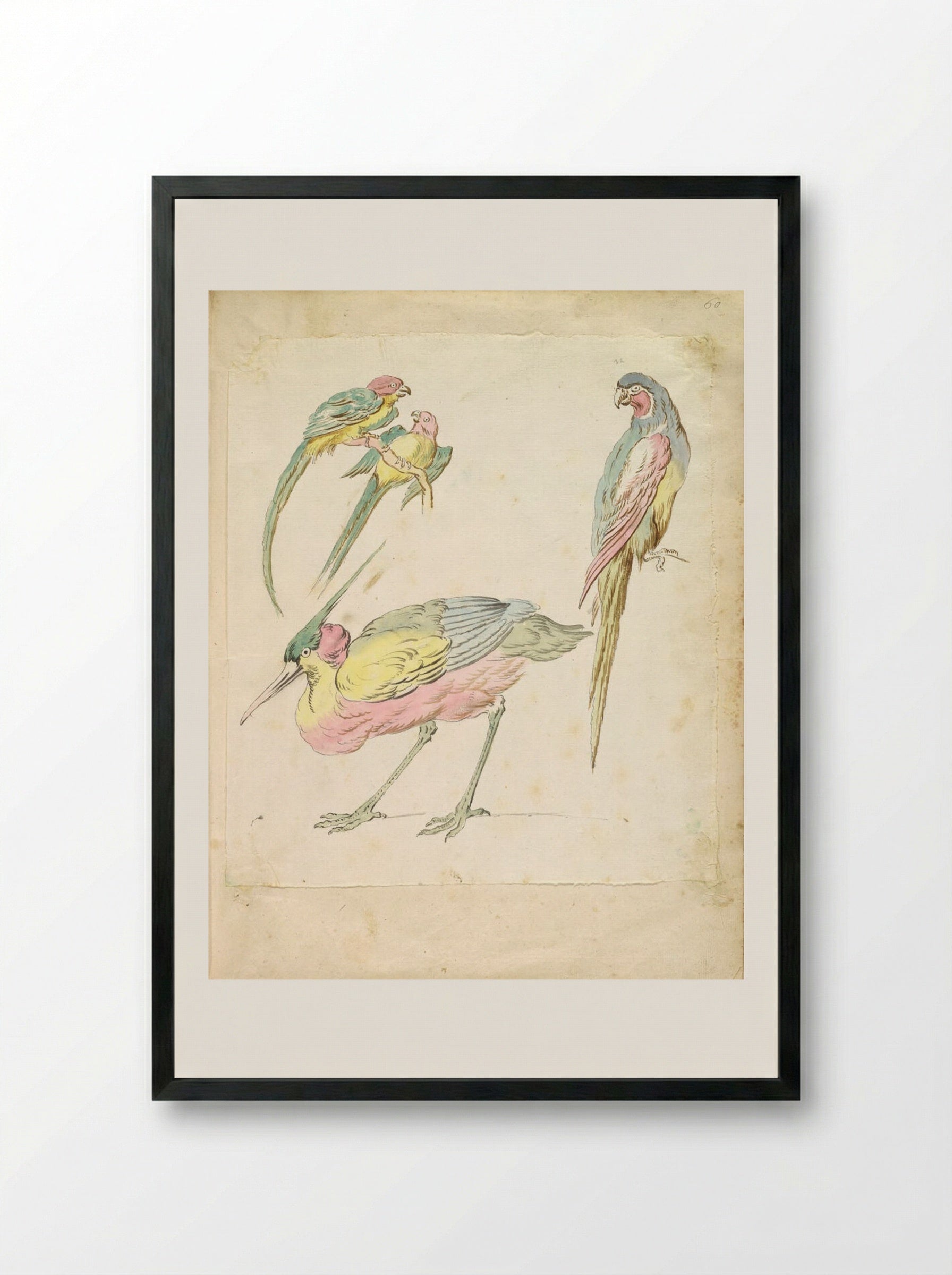 Hunched Heron and Three Perched Parrots - Jean-Baptiste Oudry - Framed Print Black