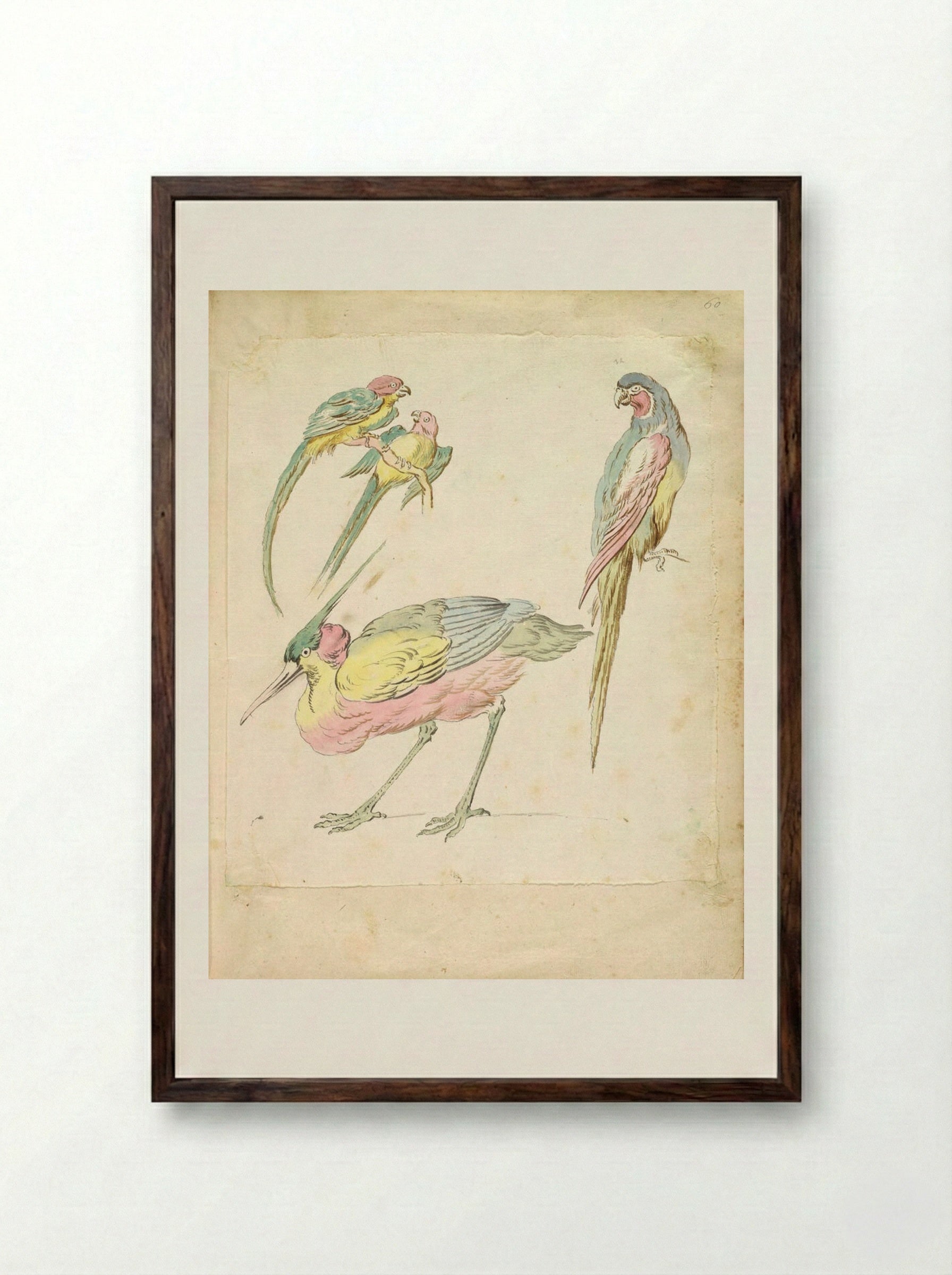 Hunched Heron and Three Perched Parrots - Jean-Baptiste Oudry - Framed Print Dark Wood