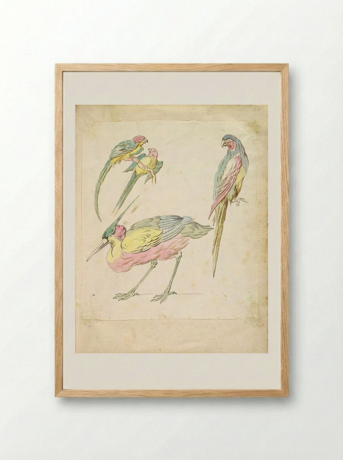 Hunched Heron and Three Perched Parrots - Jean-Baptiste Oudry - Framed Print Wood