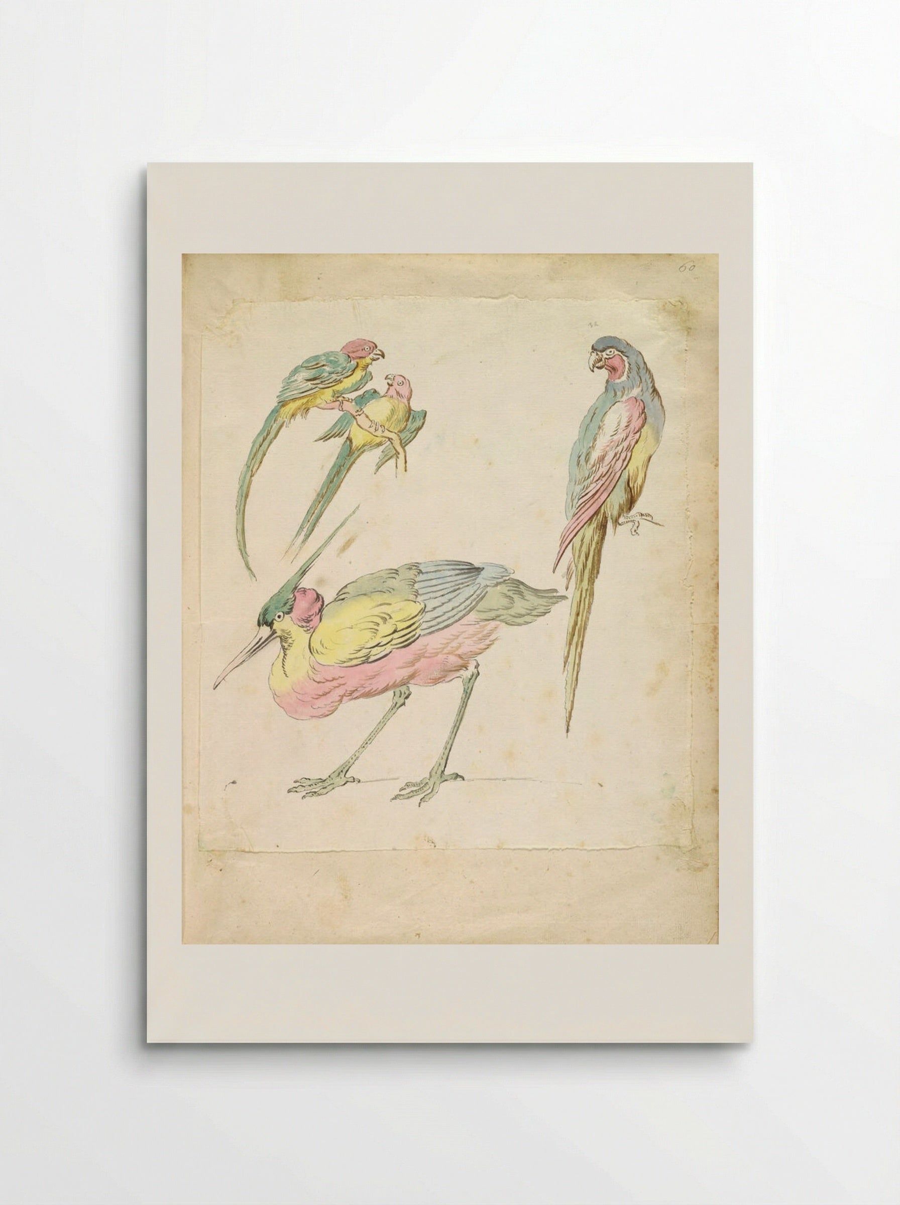 Hunched Heron and Three Perched Parrots - Jean-Baptiste Oudry - Poster