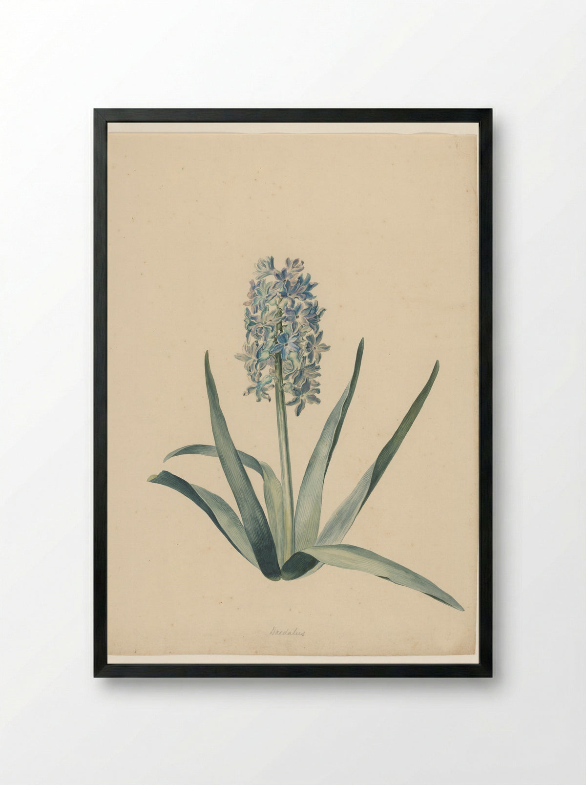 Hyacint (zonder bol) - Nikolaus Friedrich Eisenberger - Framed Print Black