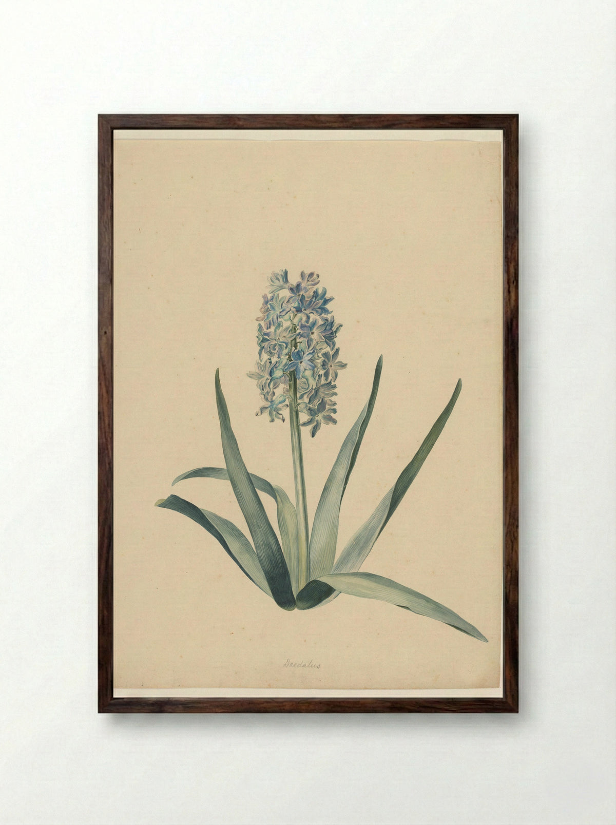 Hyacint (zonder bol) - Nikolaus Friedrich Eisenberger - Framed Print Dark Wood
