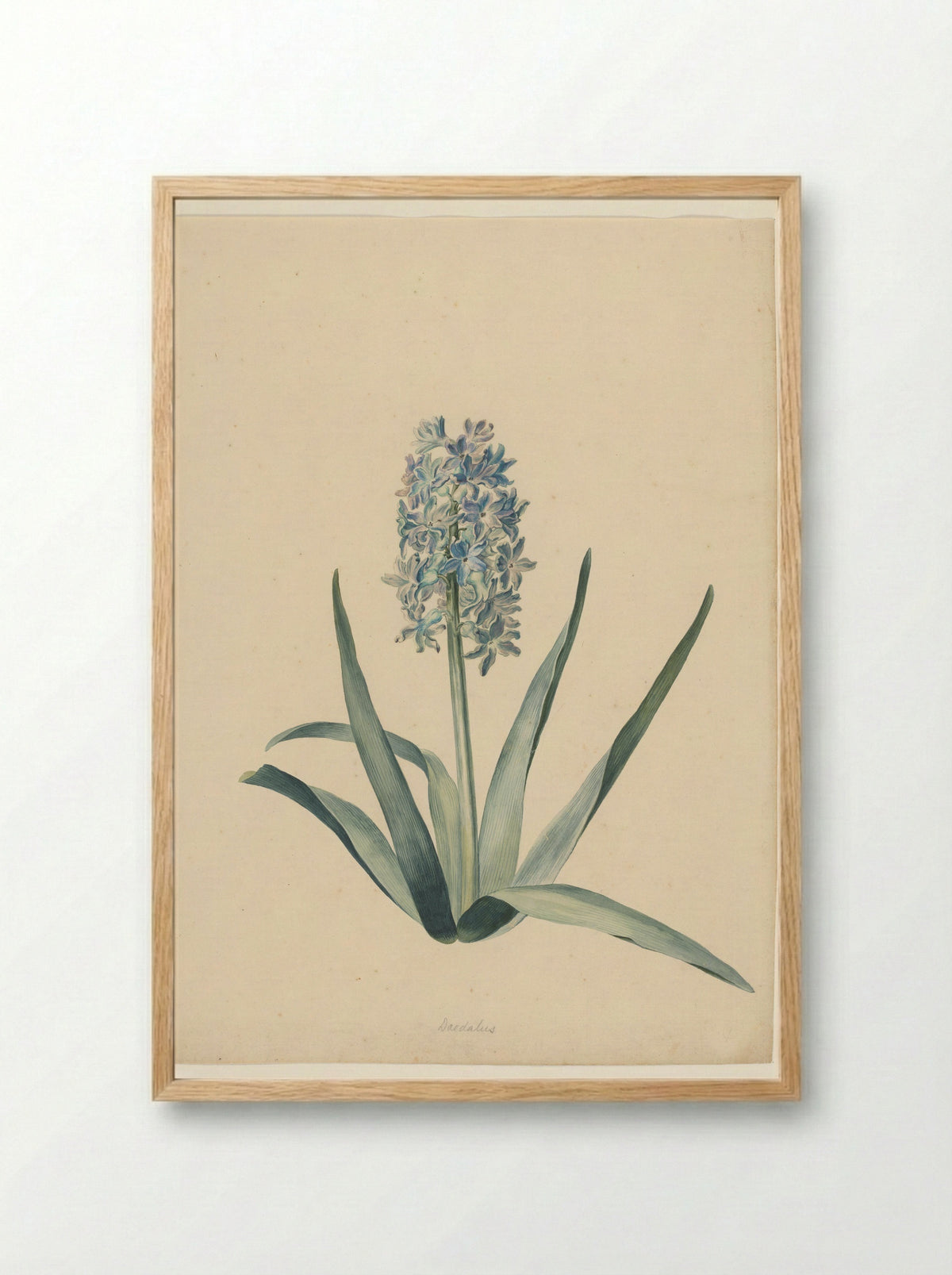 Hyacint (zonder bol) - Nikolaus Friedrich Eisenberger - Framed Print Wood