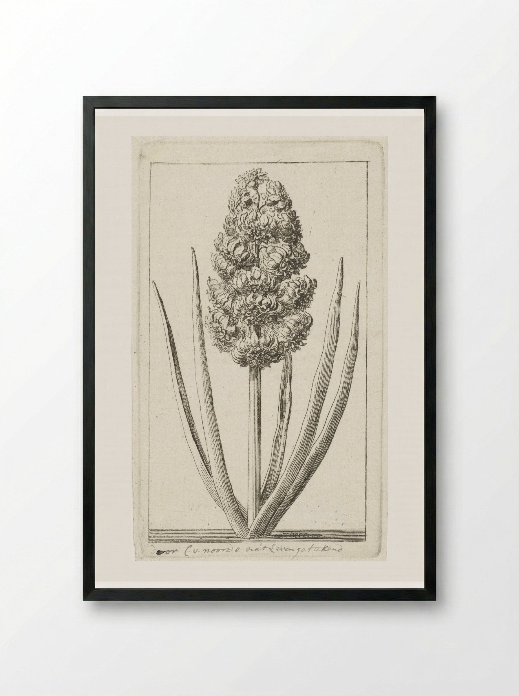 Hyacint - Cornelis van Noorde - Framed Print Black