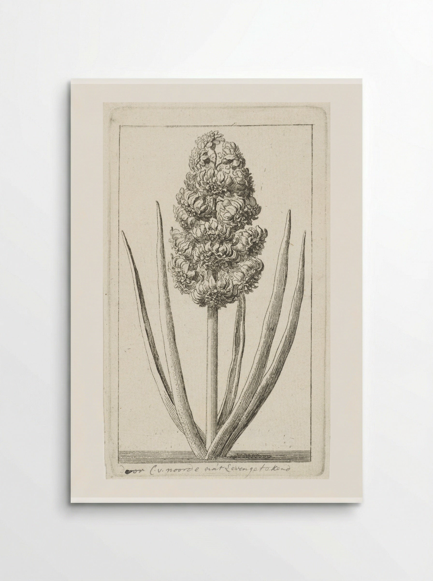 Hyacint - Cornelis van Noorde - Poster