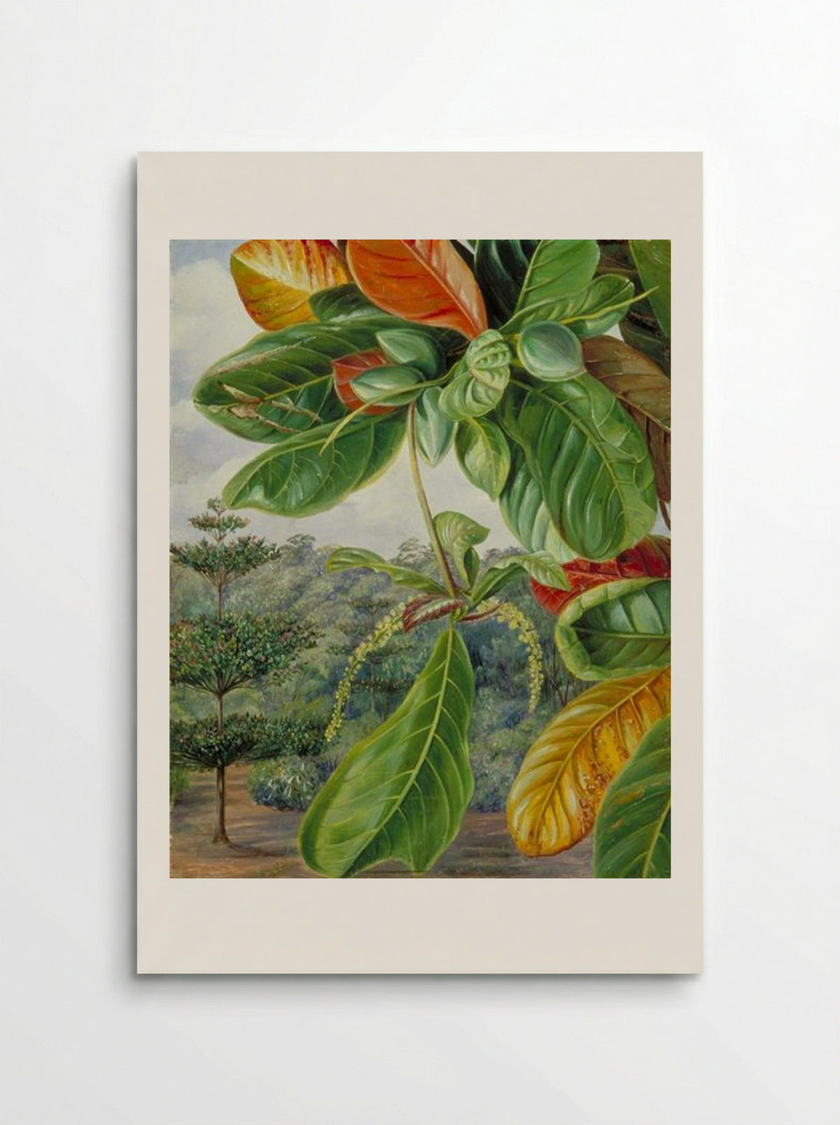 Indian Almond (Terminalia catappa) - Marianne North - Poster