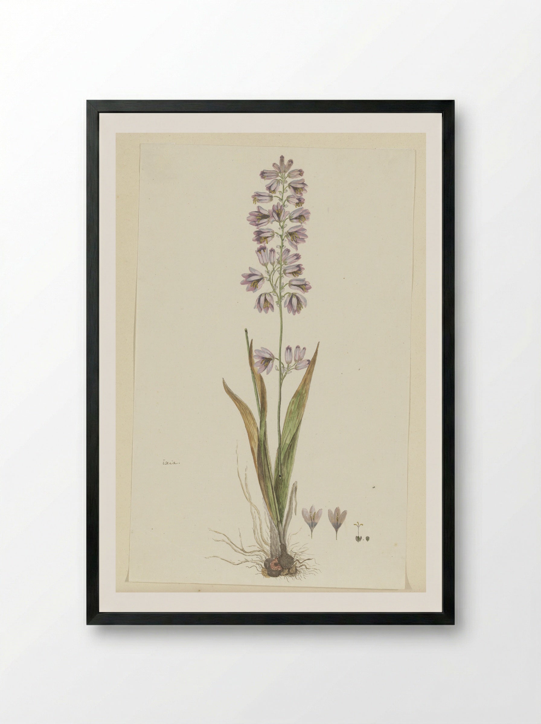 Ixia polystachya L. - Robert Jacob Gordon - Framed Print Black