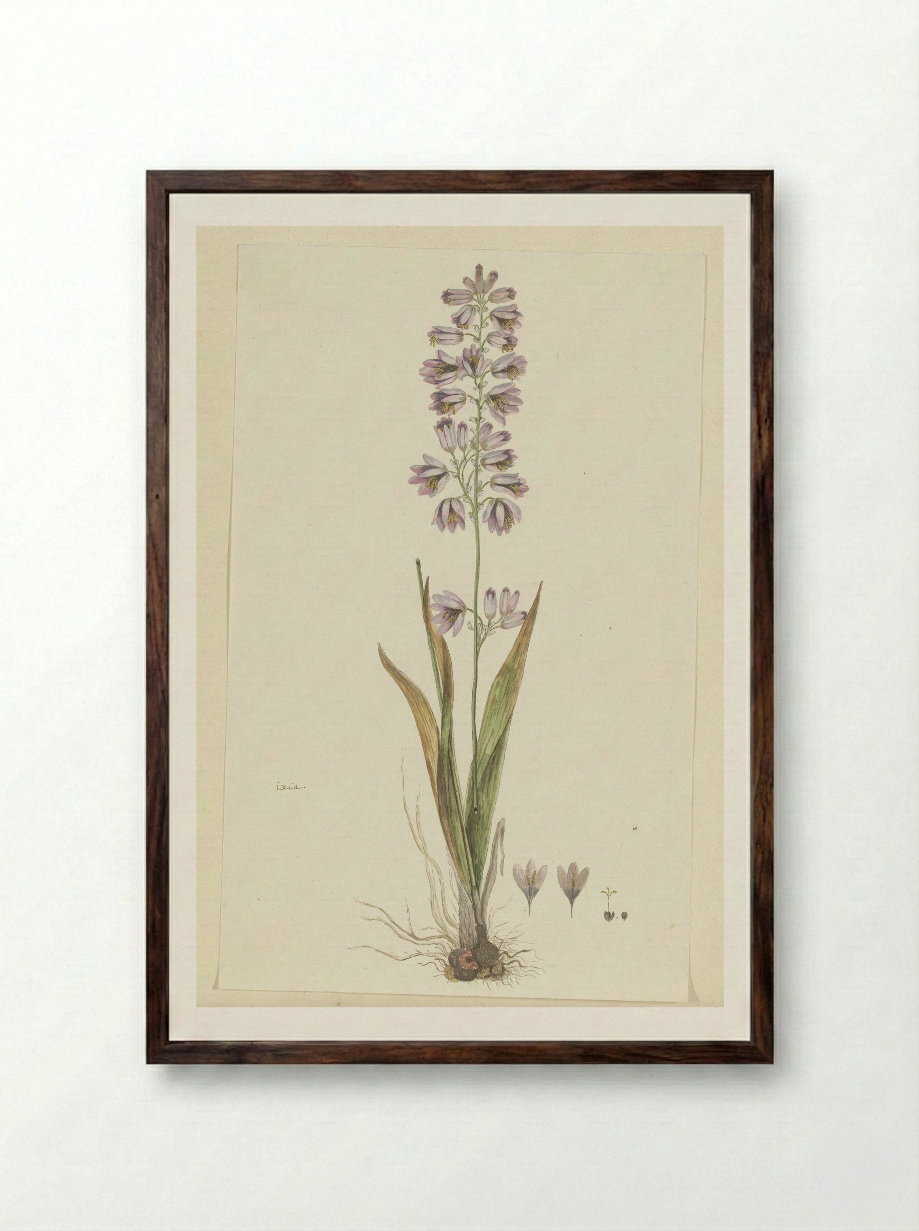 Ixia polystachya L. - Robert Jacob Gordon - Framed Print Dark Wood