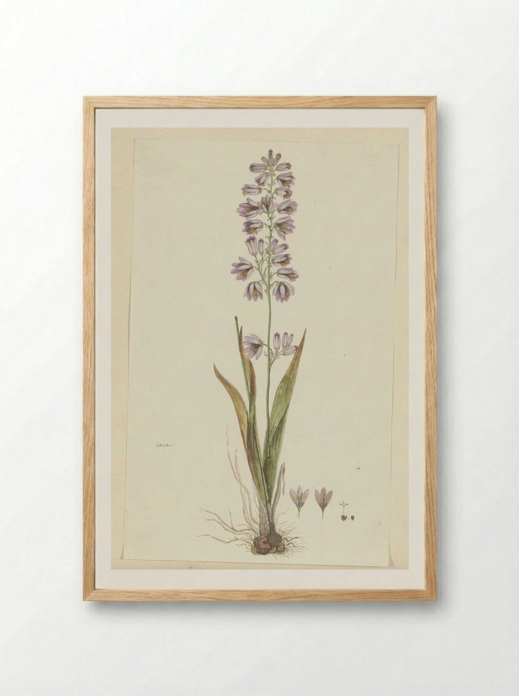 Ixia polystachya L. - Robert Jacob Gordon - Framed Print Wood