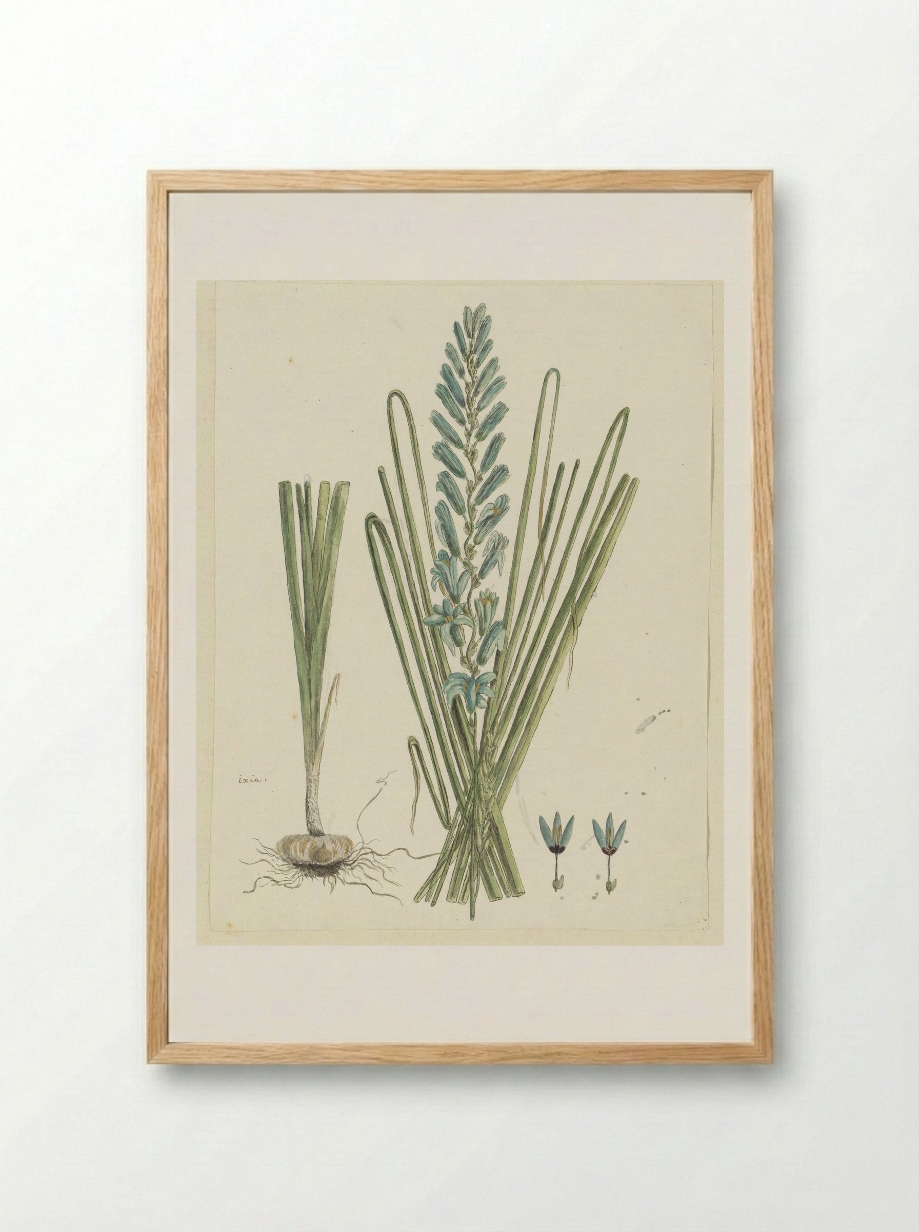 Ixia viridiflora - Robert Jacob Gordon - Framed Print Wood