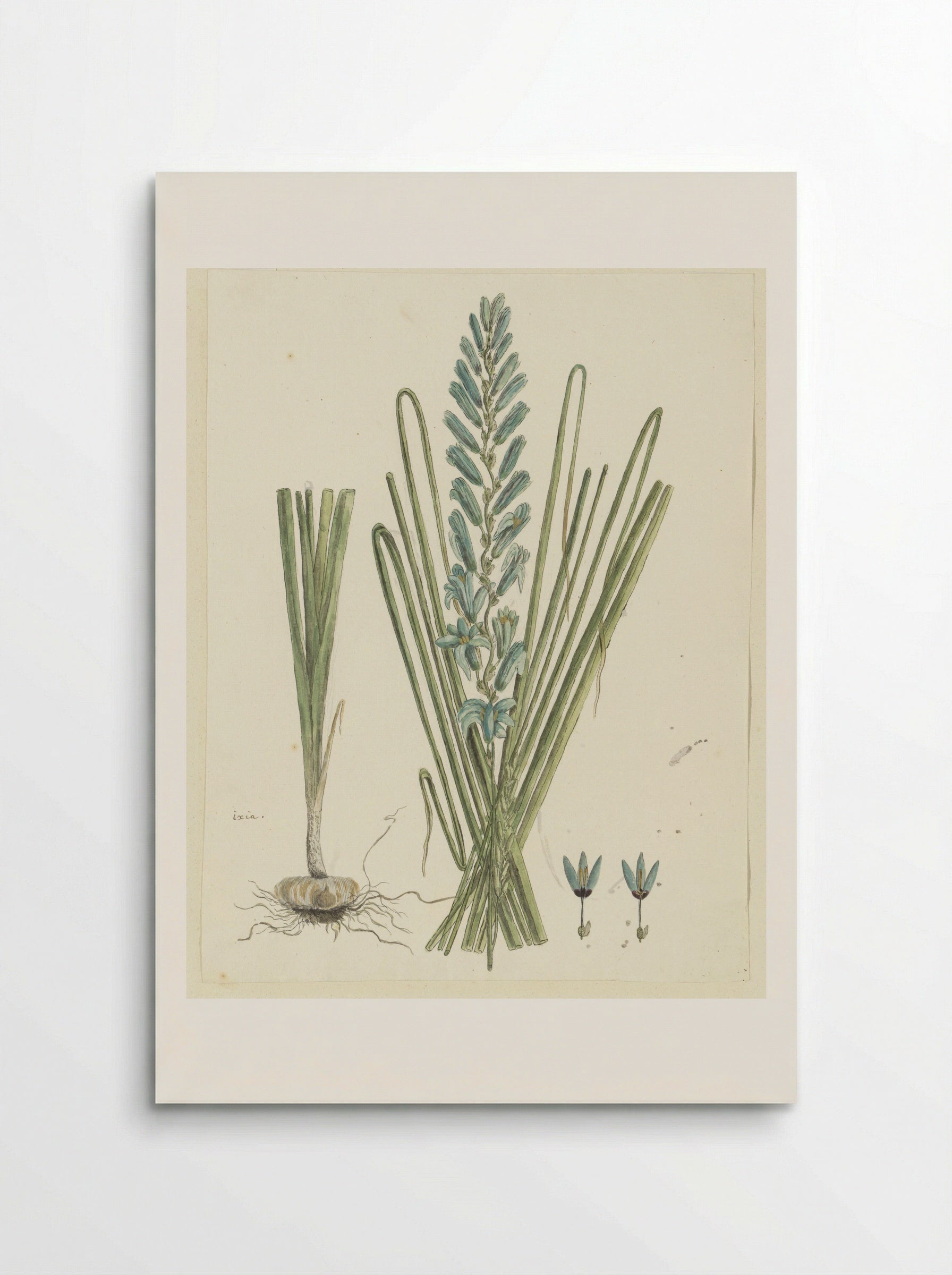 Ixia viridiflora - Robert Jacob Gordon - Poster