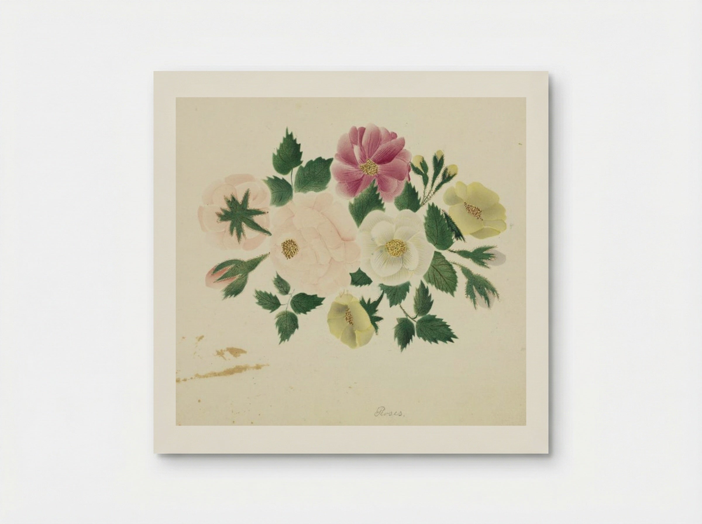 June Roses - Mary Altha Nims - Poster