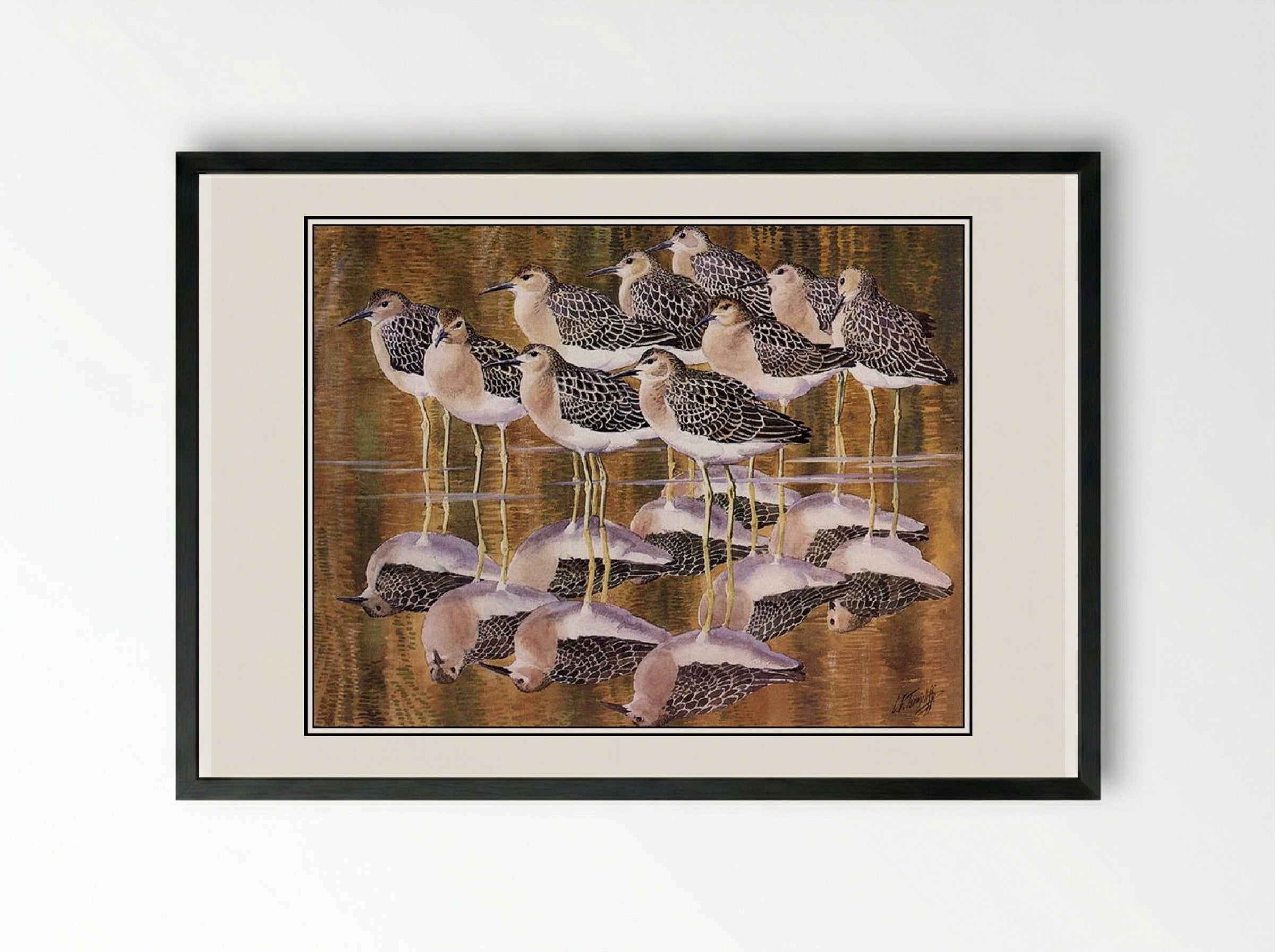 Juvenile Ruffs - Charles Tunnicliffe - Framed Print Black