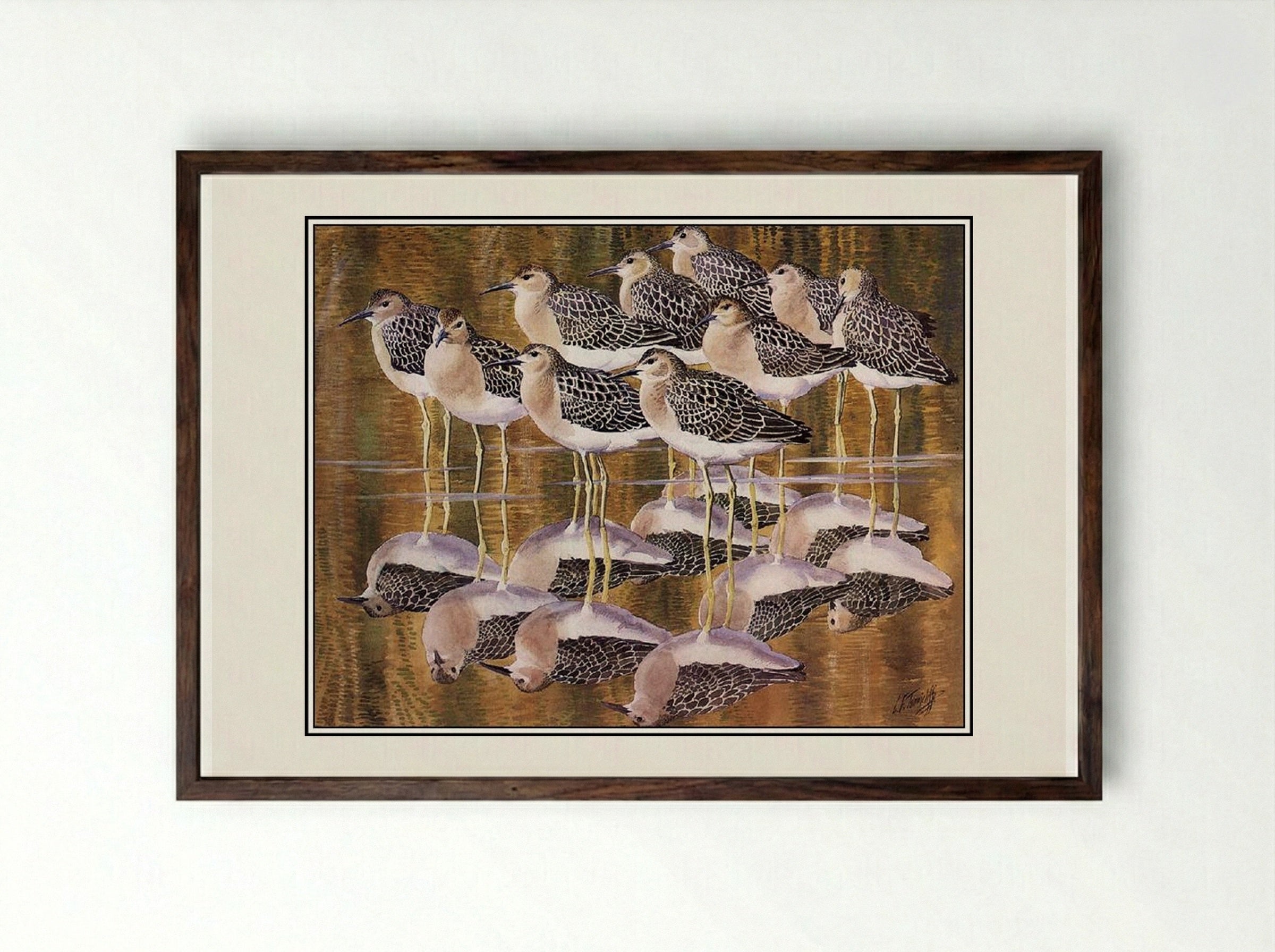 Juvenile Ruffs - Charles Tunnicliffe - Framed Print Dark Wood