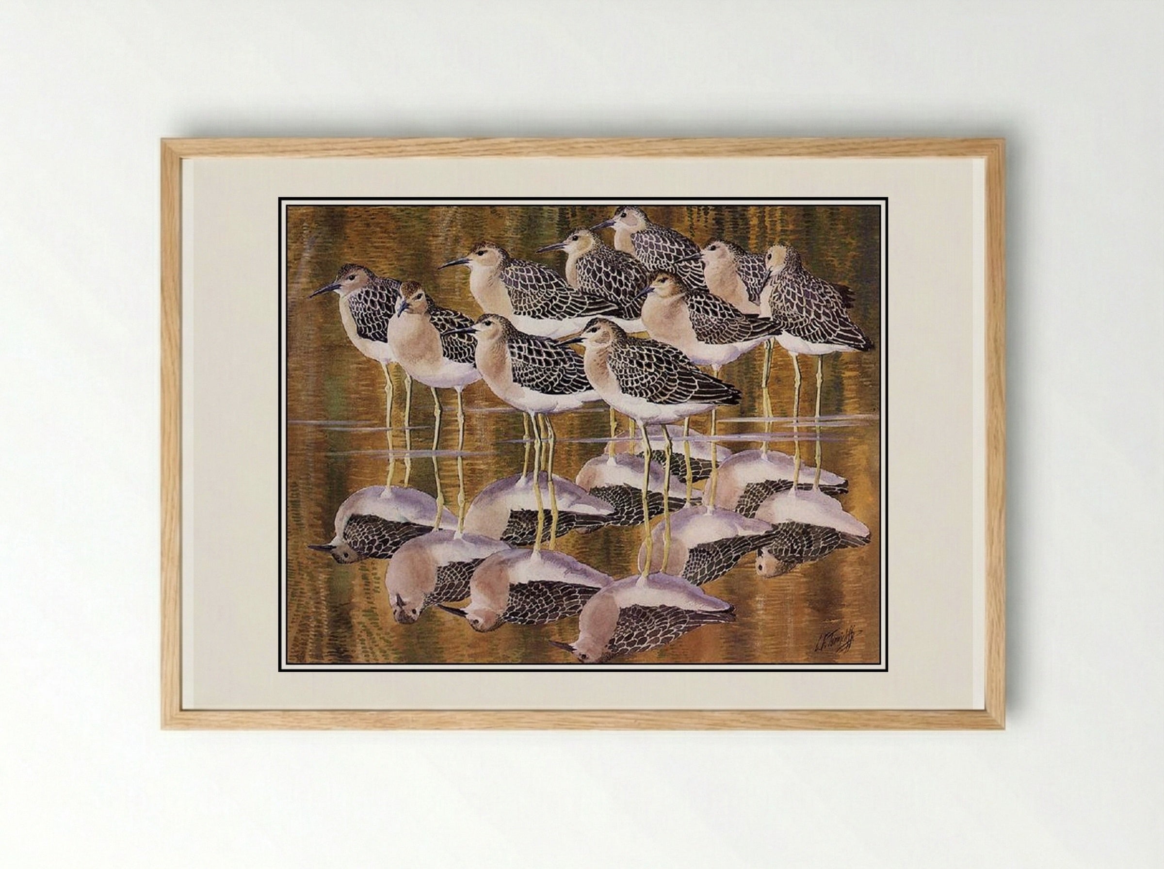Juvenile Ruffs - Charles Tunnicliffe - Framed Print Wood