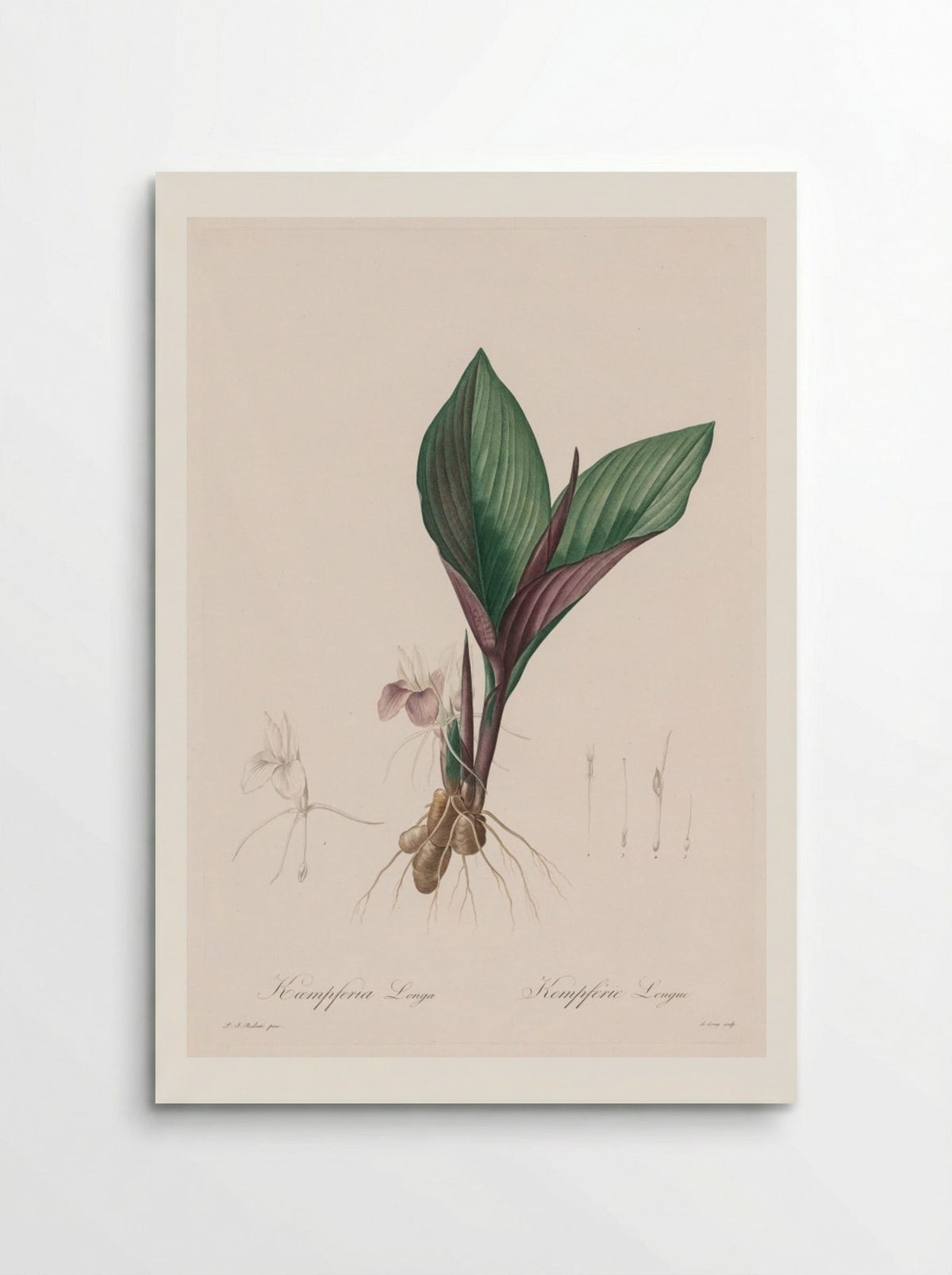 Kaempferia longa - Pierre-Joseph Redouté - Poster