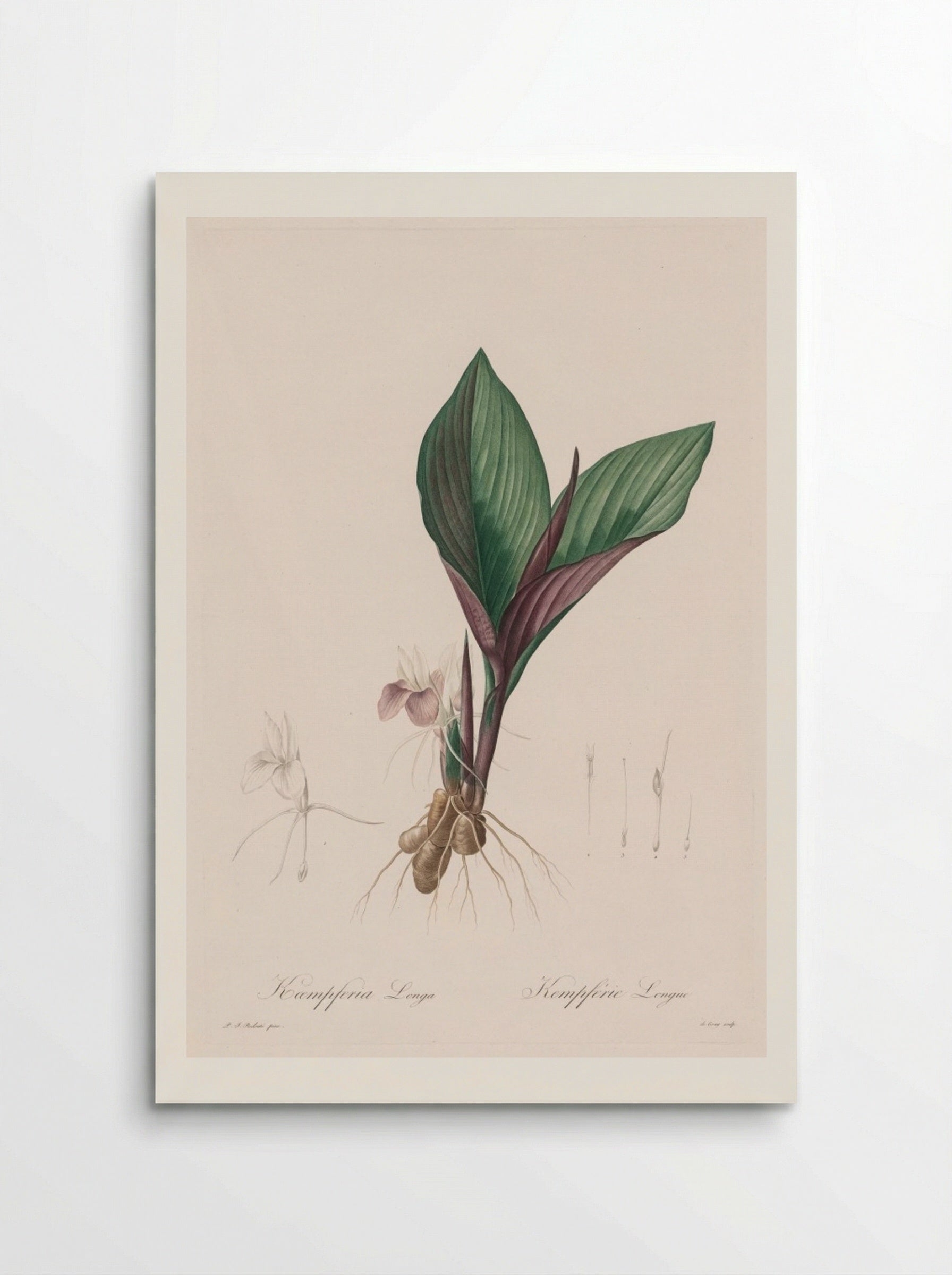 Kaempferia longa - Pierre-Joseph Redouté - Poster