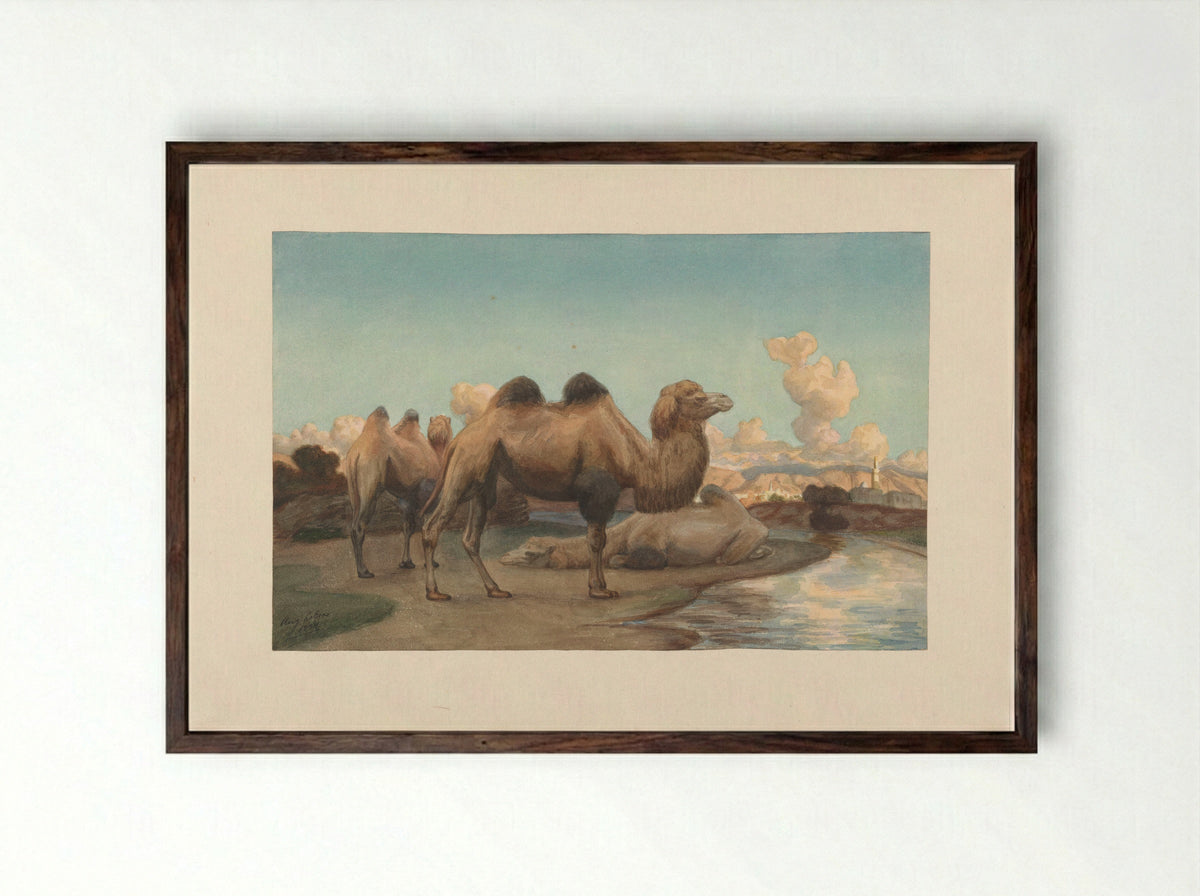 Kamelen in een landschap - August Le Gras - Framed Print Dark Wood